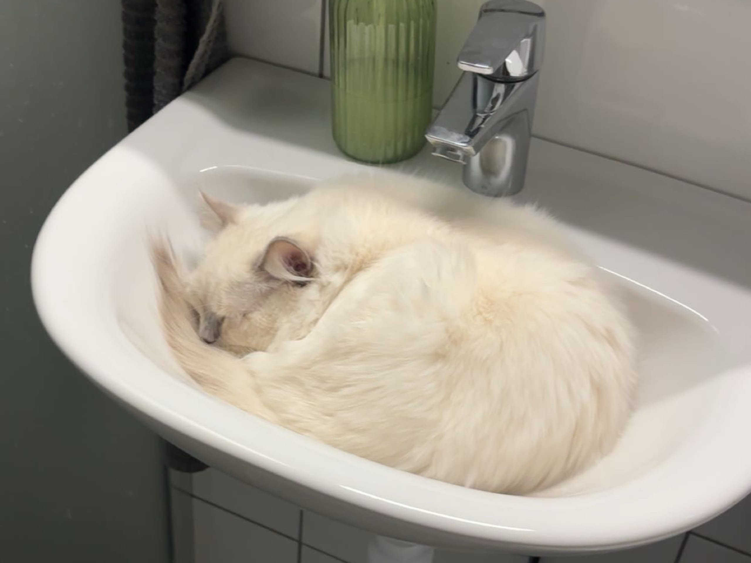 Ragdoll · Olofström · Doria B.