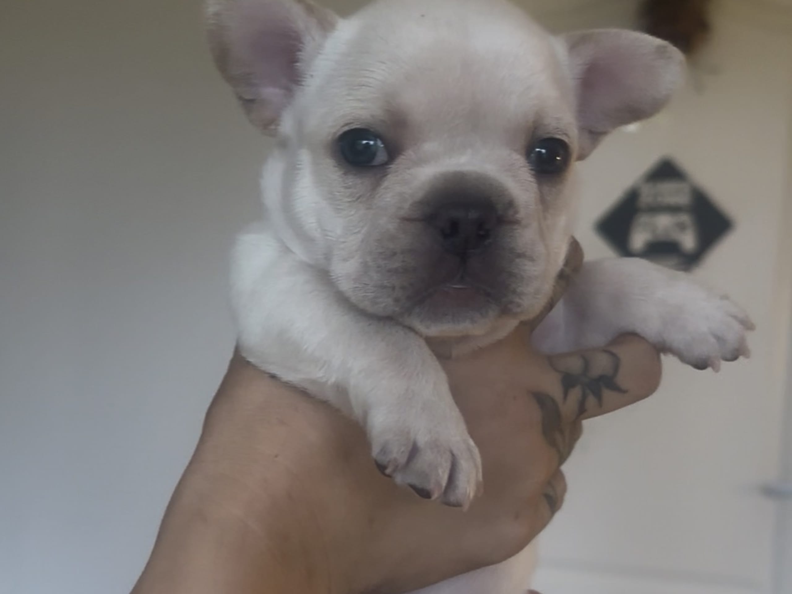 Fransk bulldog · Malmö · Gaso’s kennel