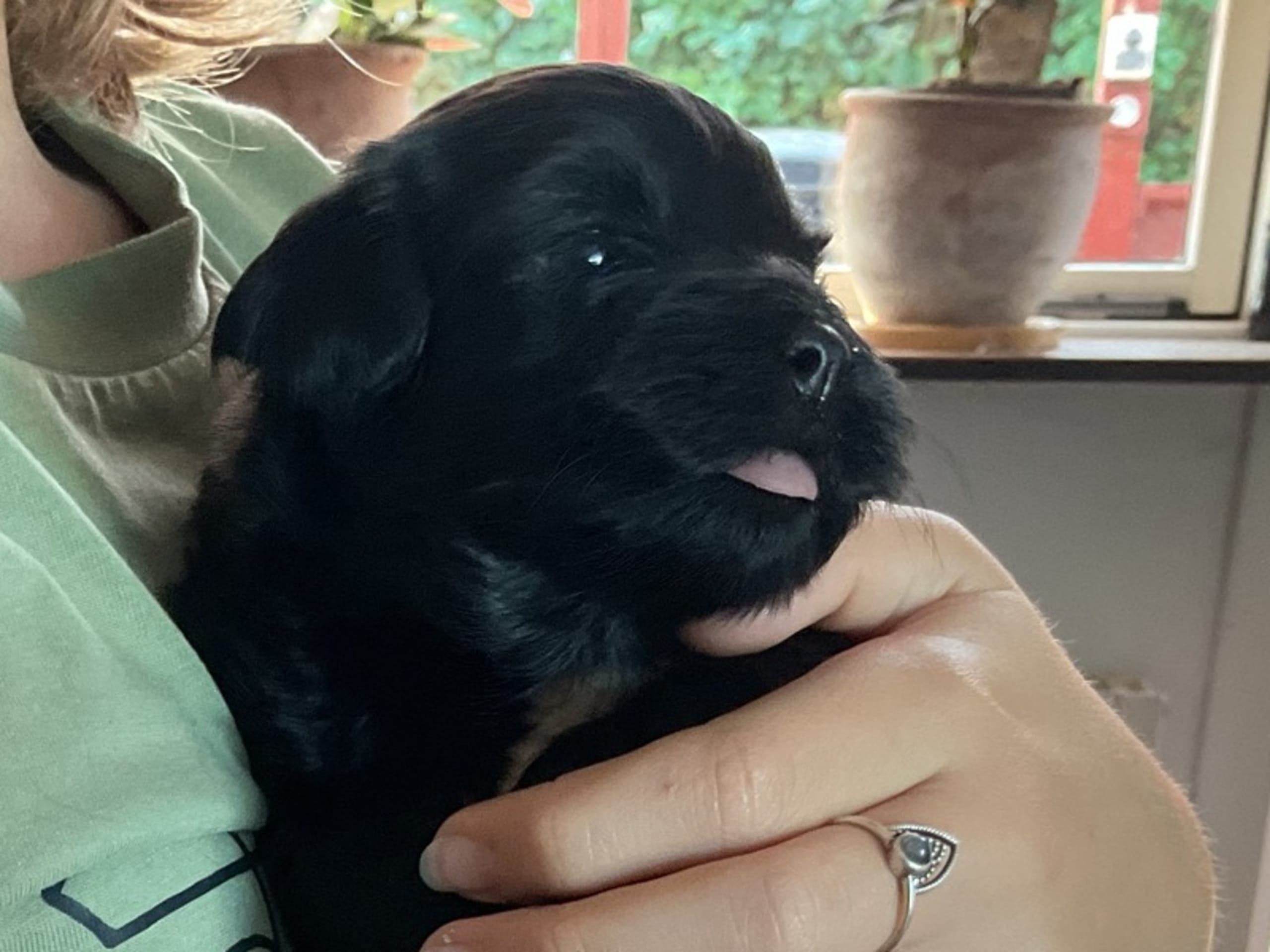 Bichon havanais · Svendborg · Inge Strøm