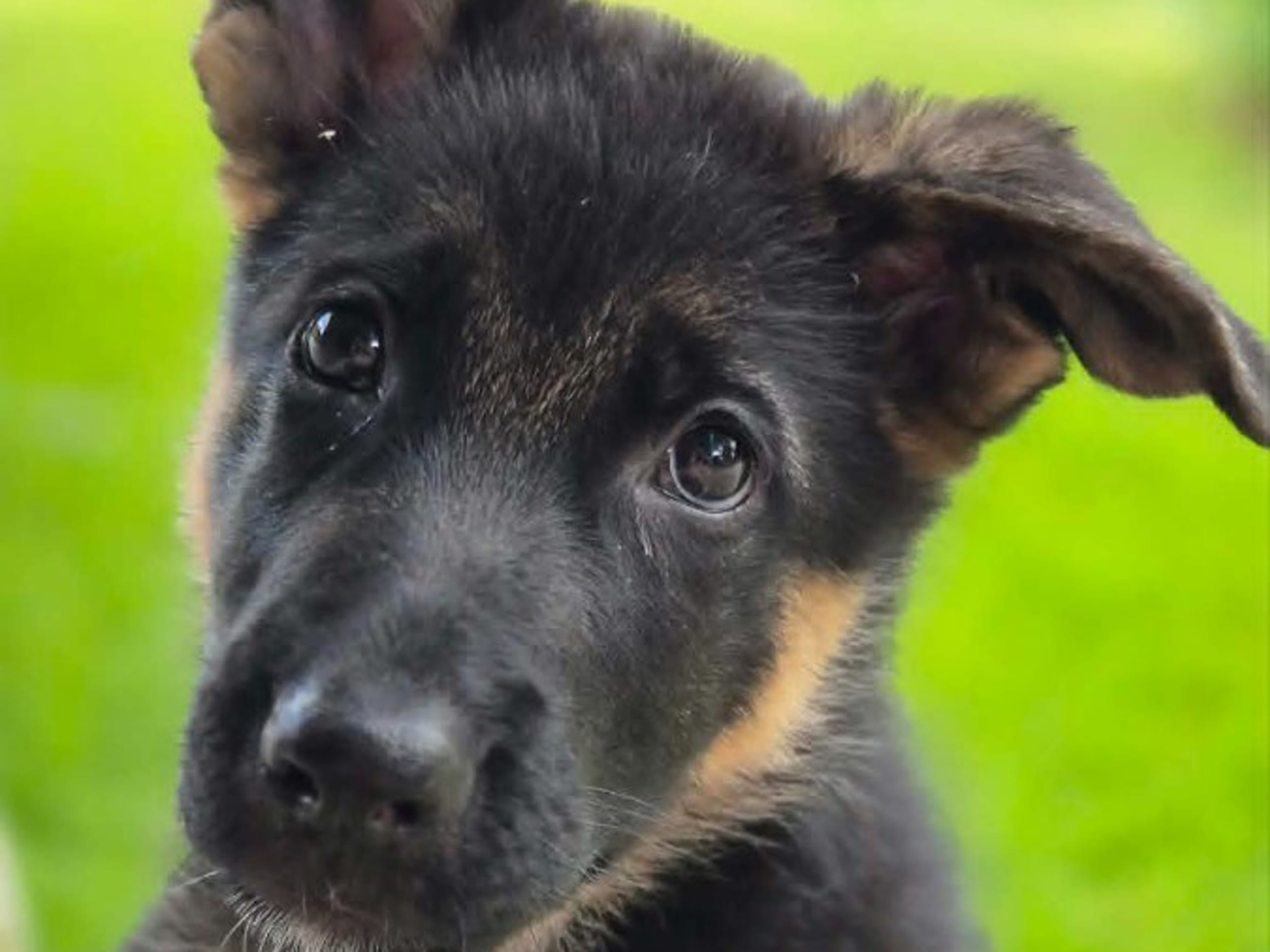 Schäferhund