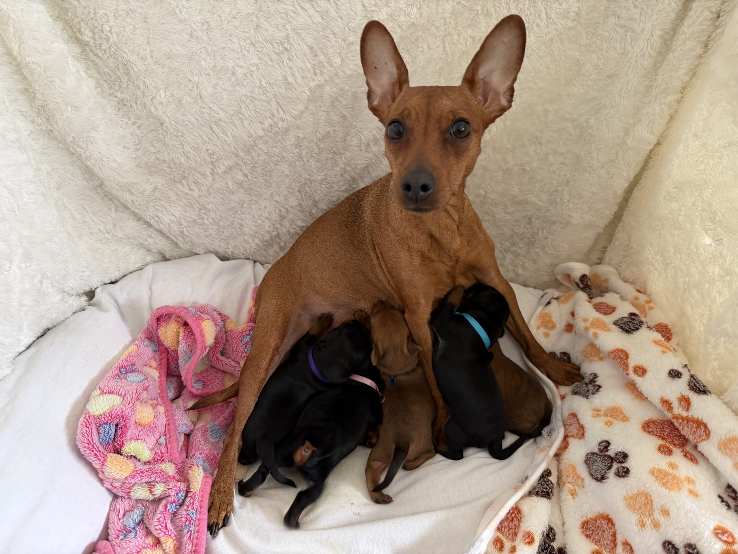 Miniature Pinscher · Manstad · Kennel Único Prrrito
