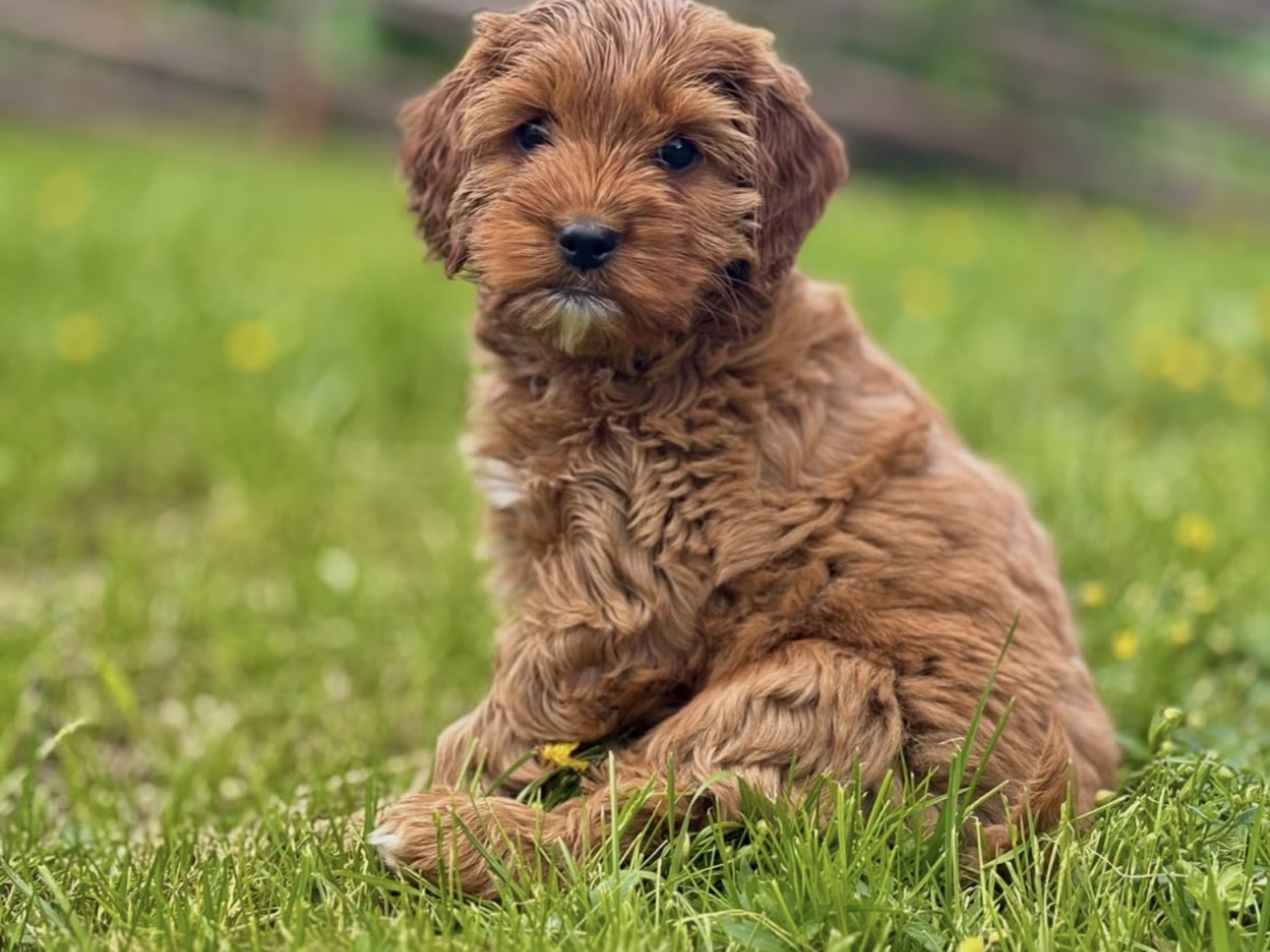 Cockerpoo
