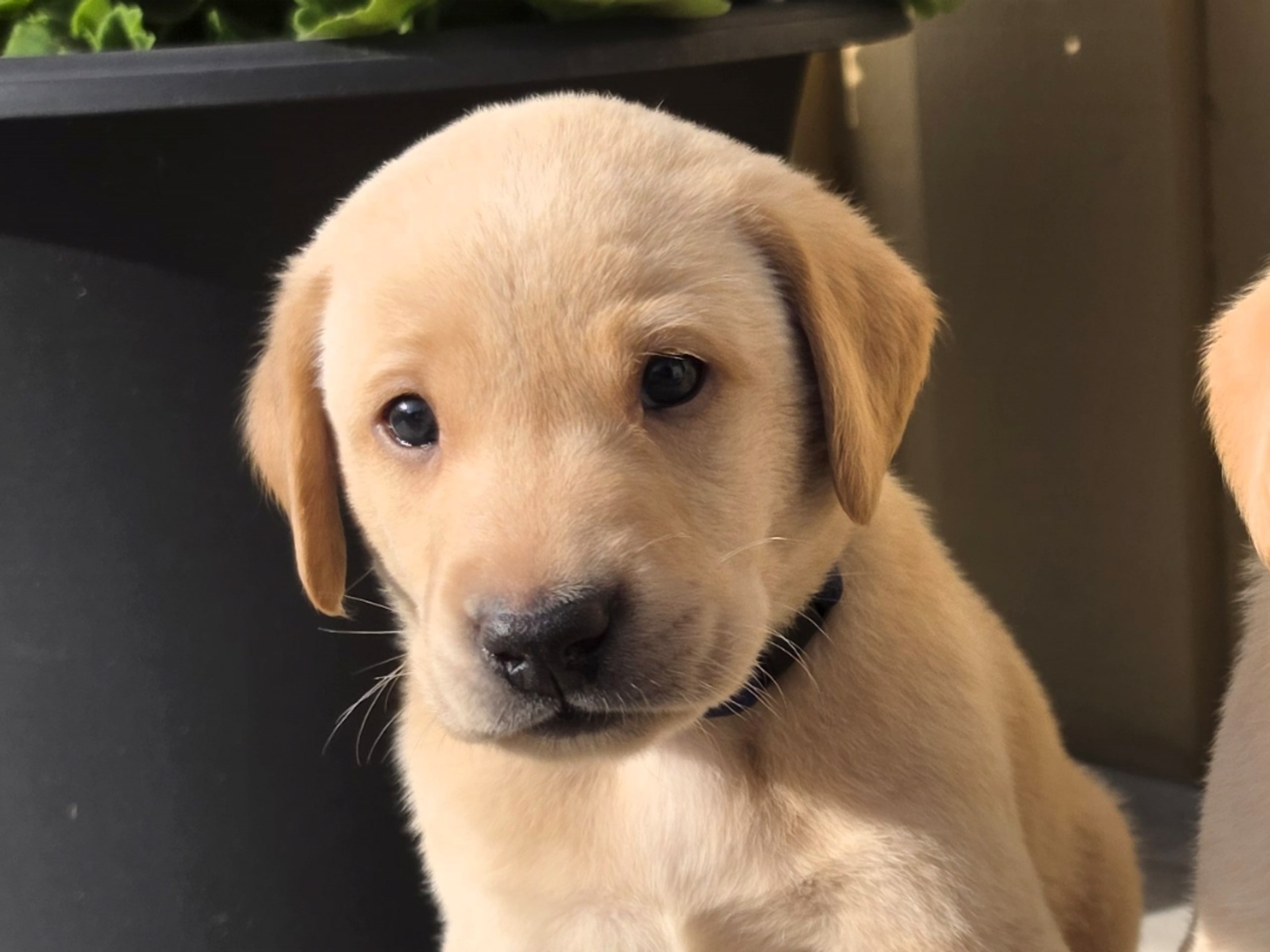 Labrador retriever · Stora Vika · Big Bay