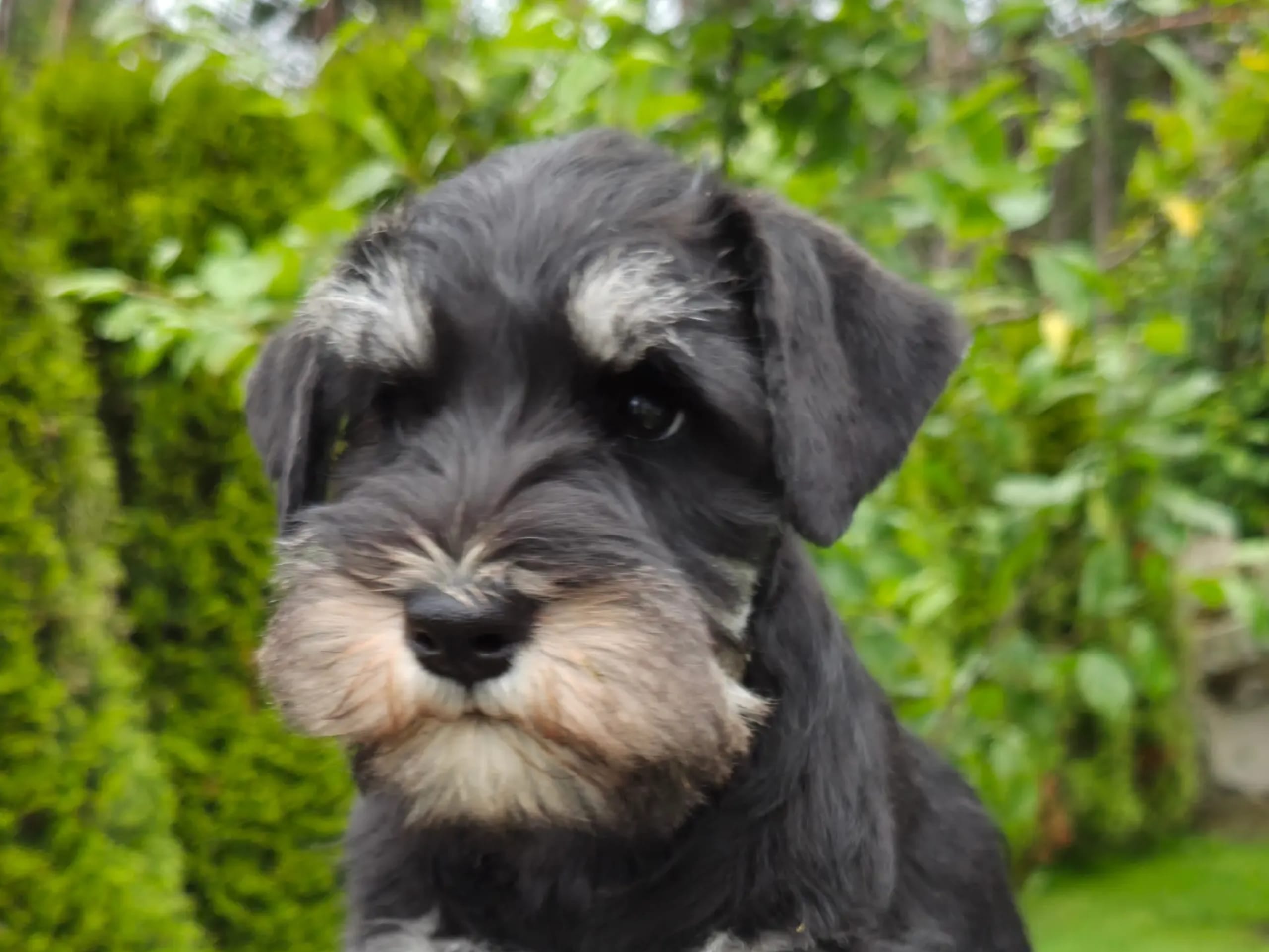 Dværgschnauzer · Fitjar · Igor Petrovic
