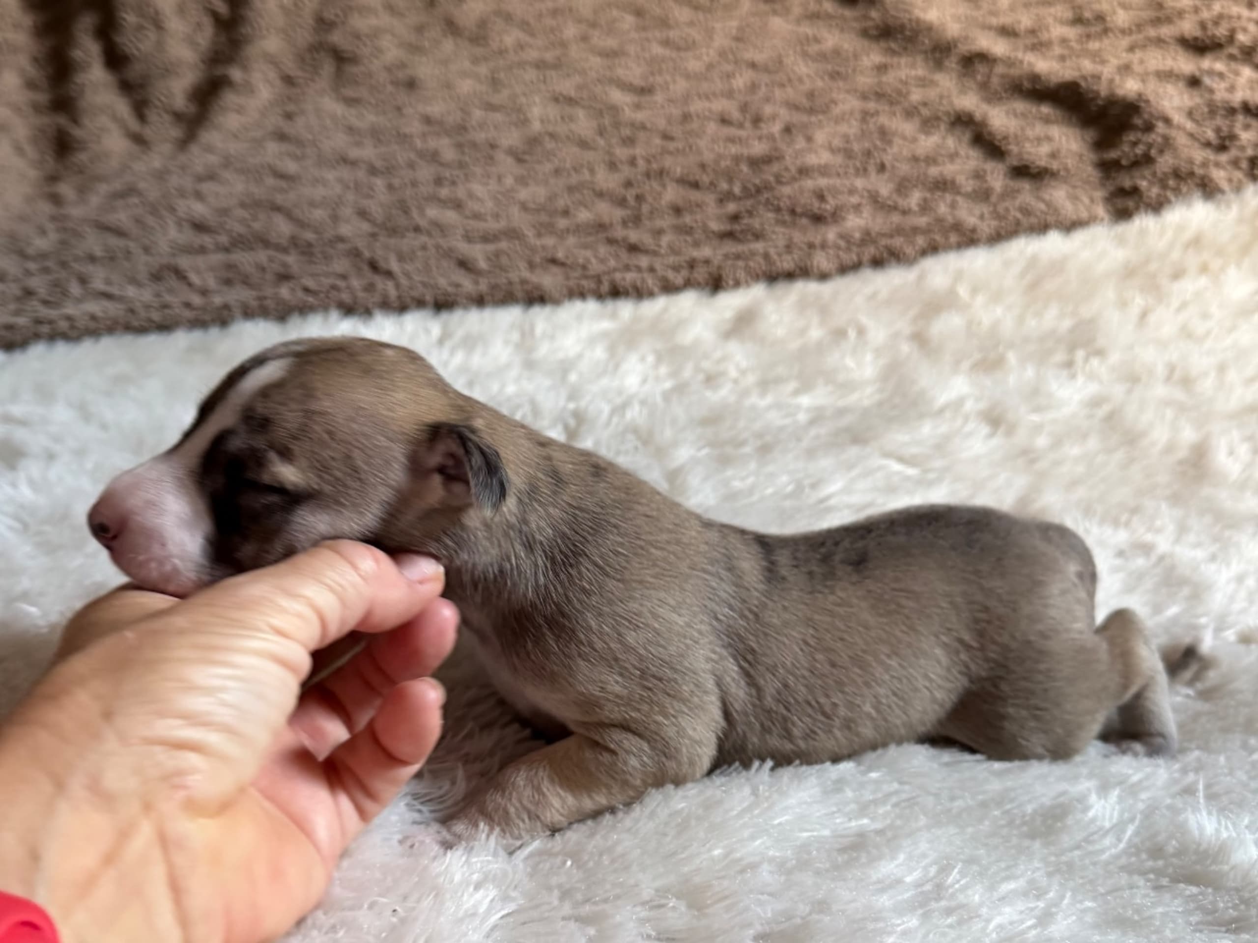 Whippet · Söderköping · Mac Bells