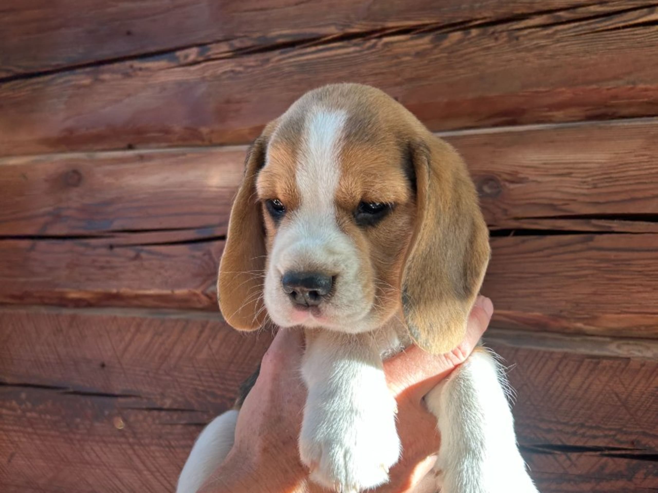 Beagle · Hallstahammar · Lena Linder