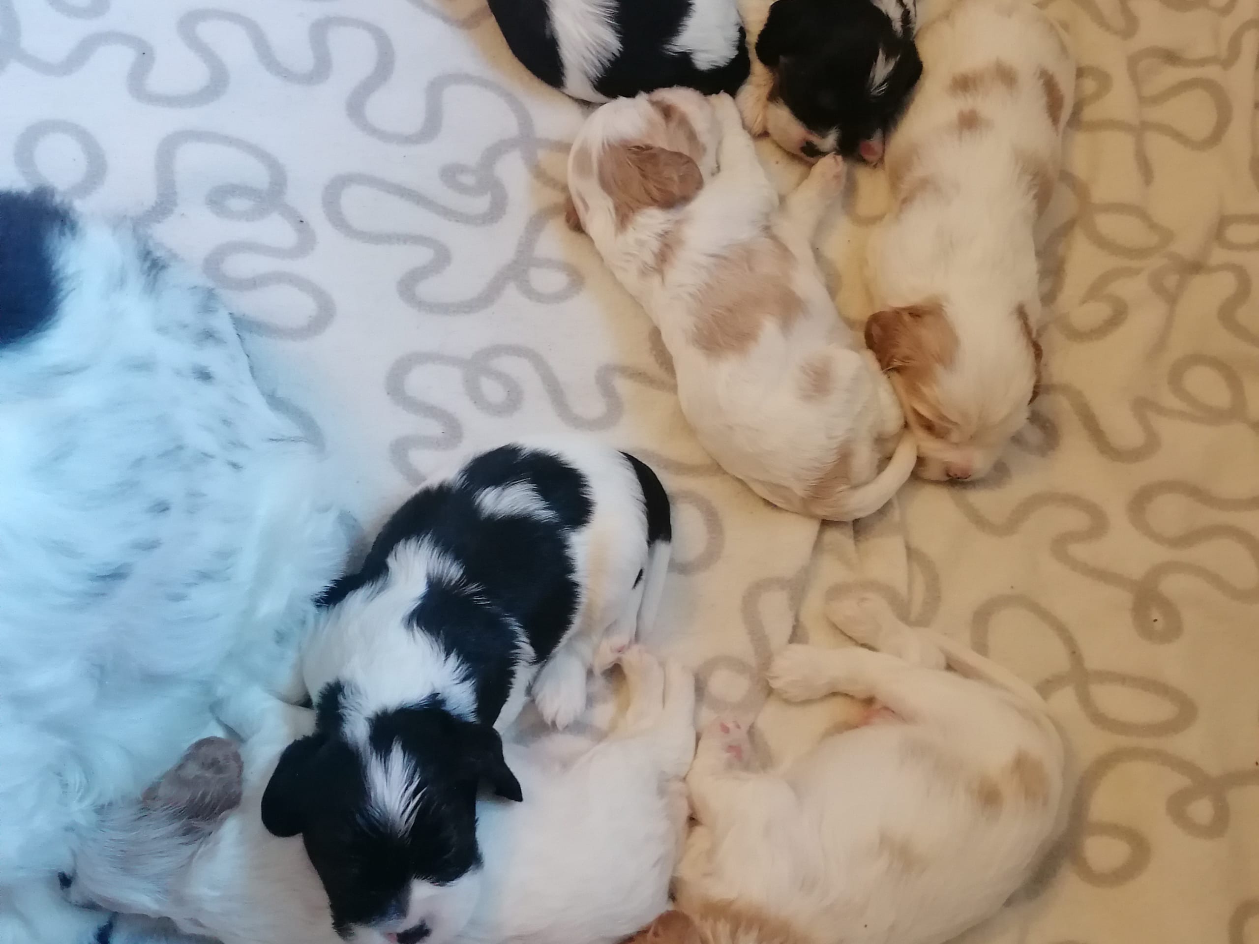 Amerikansk cockerspaniel Kavaljer King Charles Spaniel · Lövstabruk · Irene M.