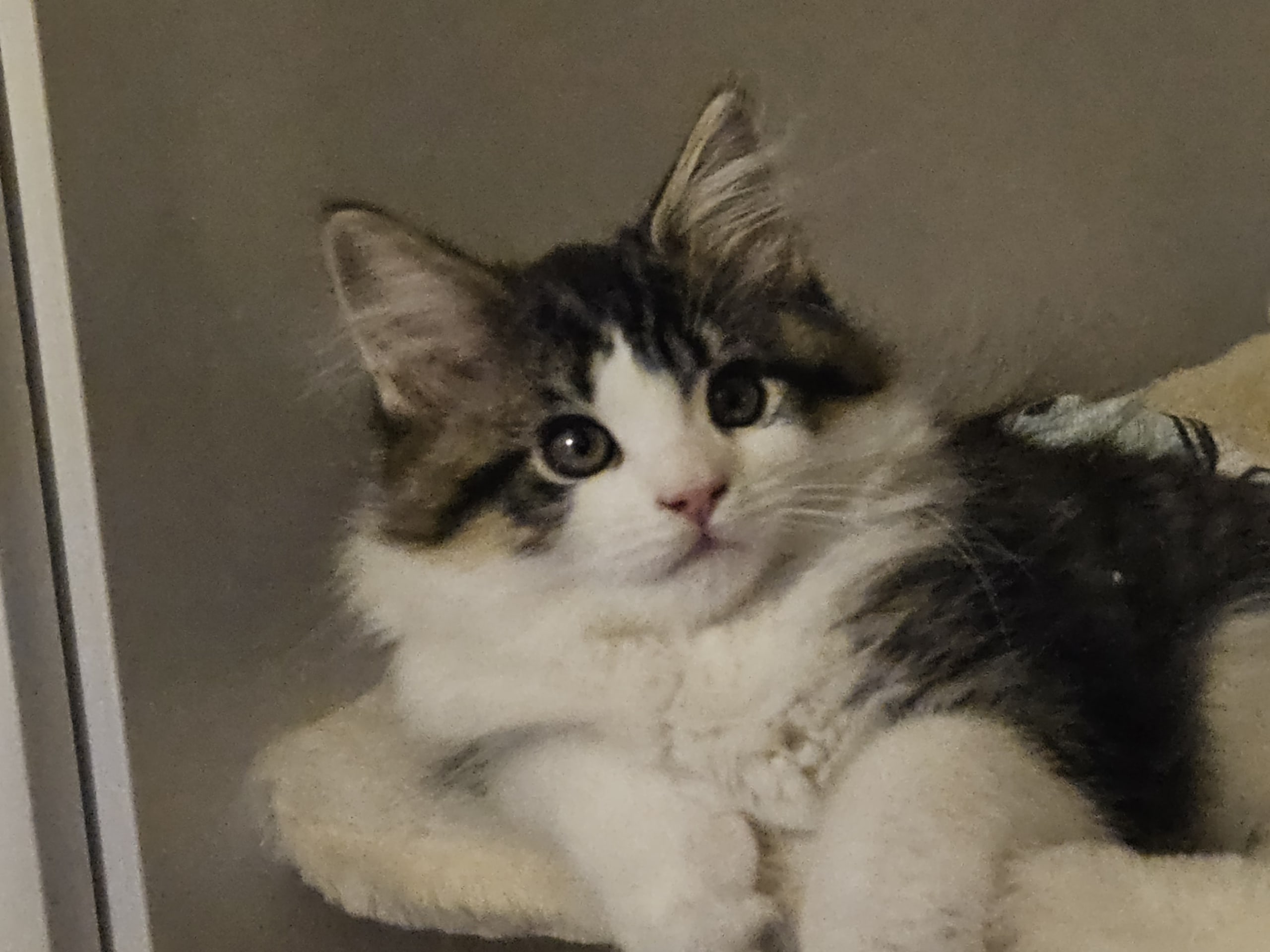 Maine Coon · Uppsala · Biscaya BigPawz