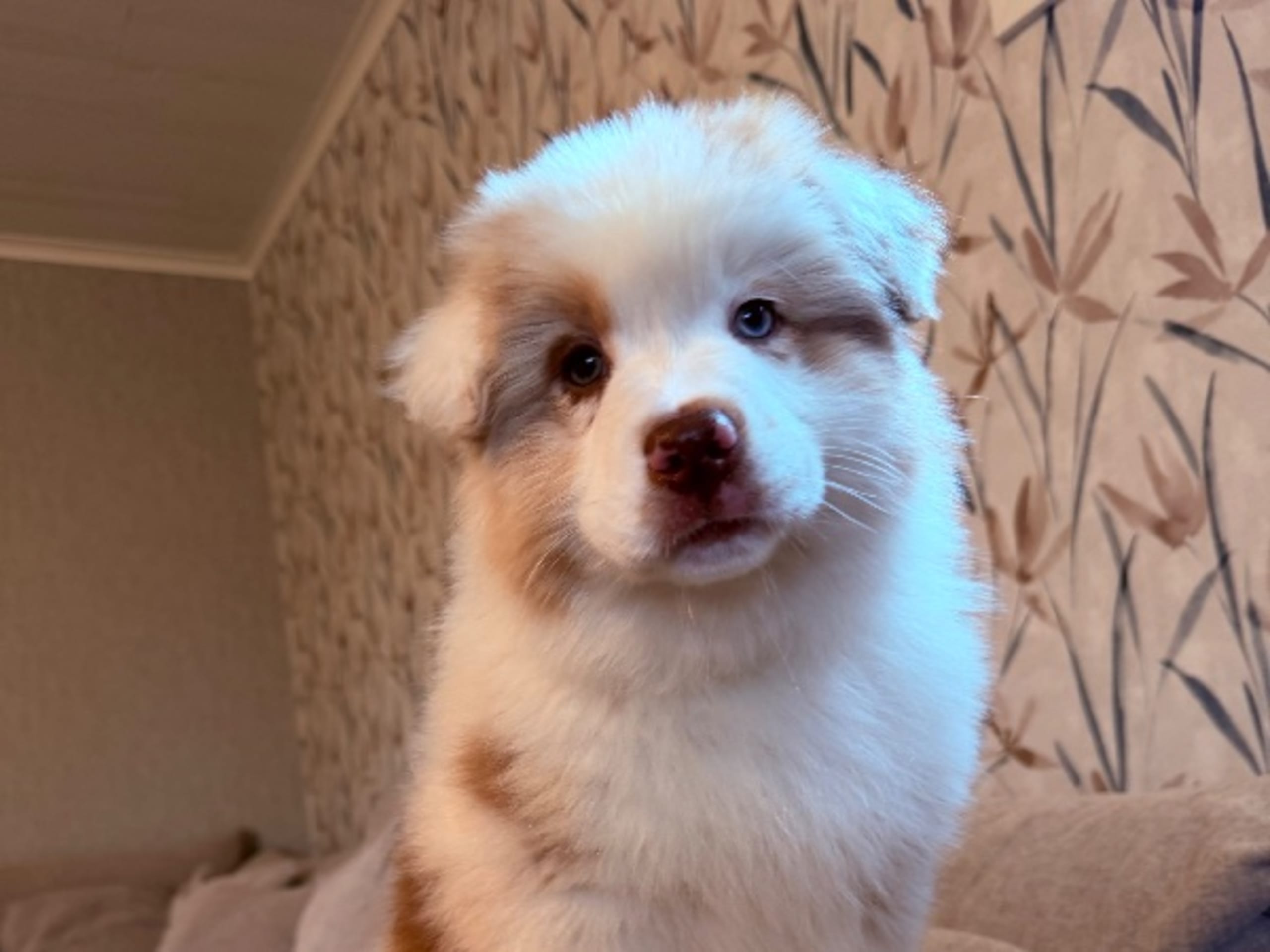 Australian Shepherd · Mattmar · Northern Aine