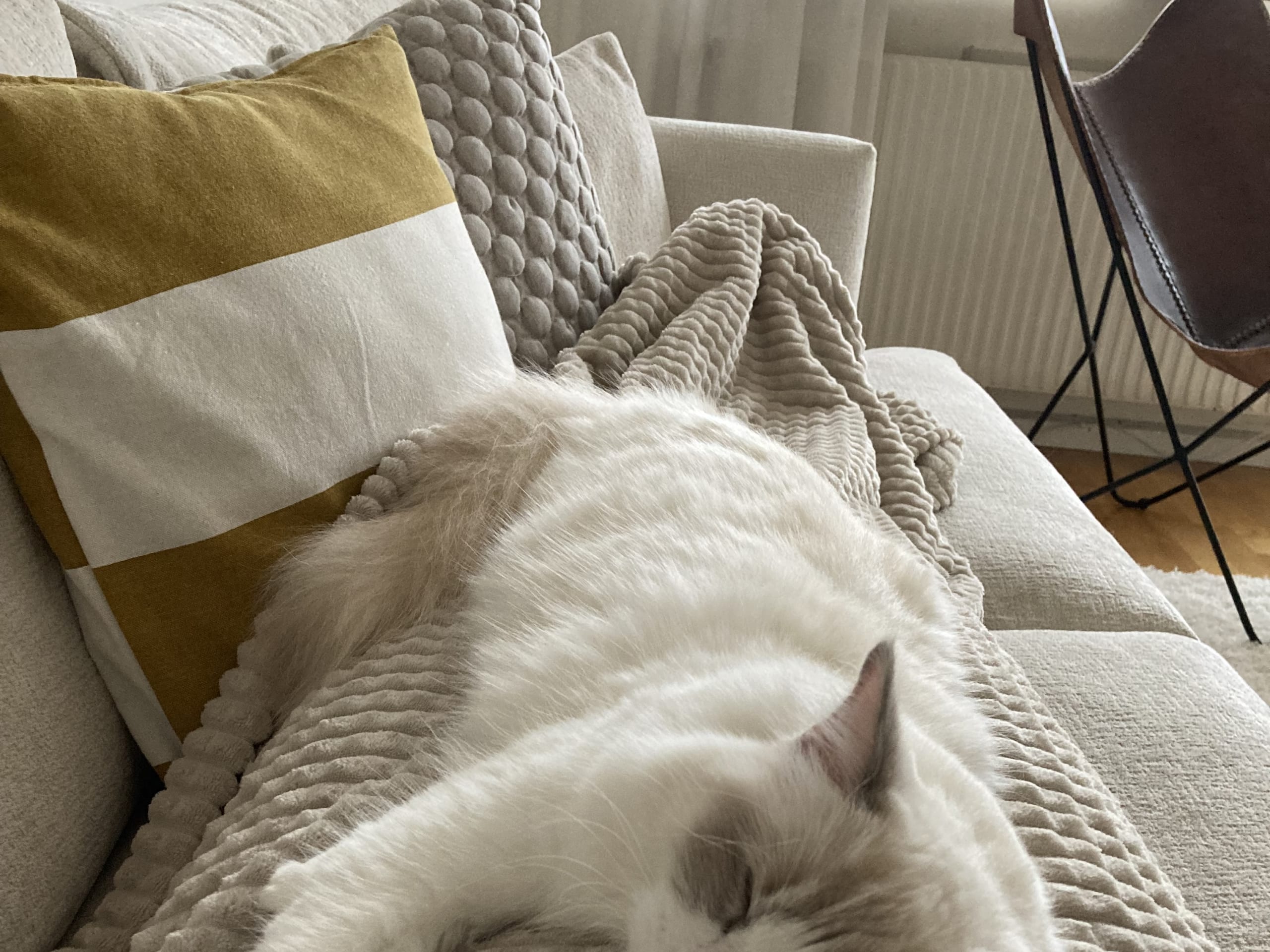 Ragdoll · Huskvarna · Josefina P.
