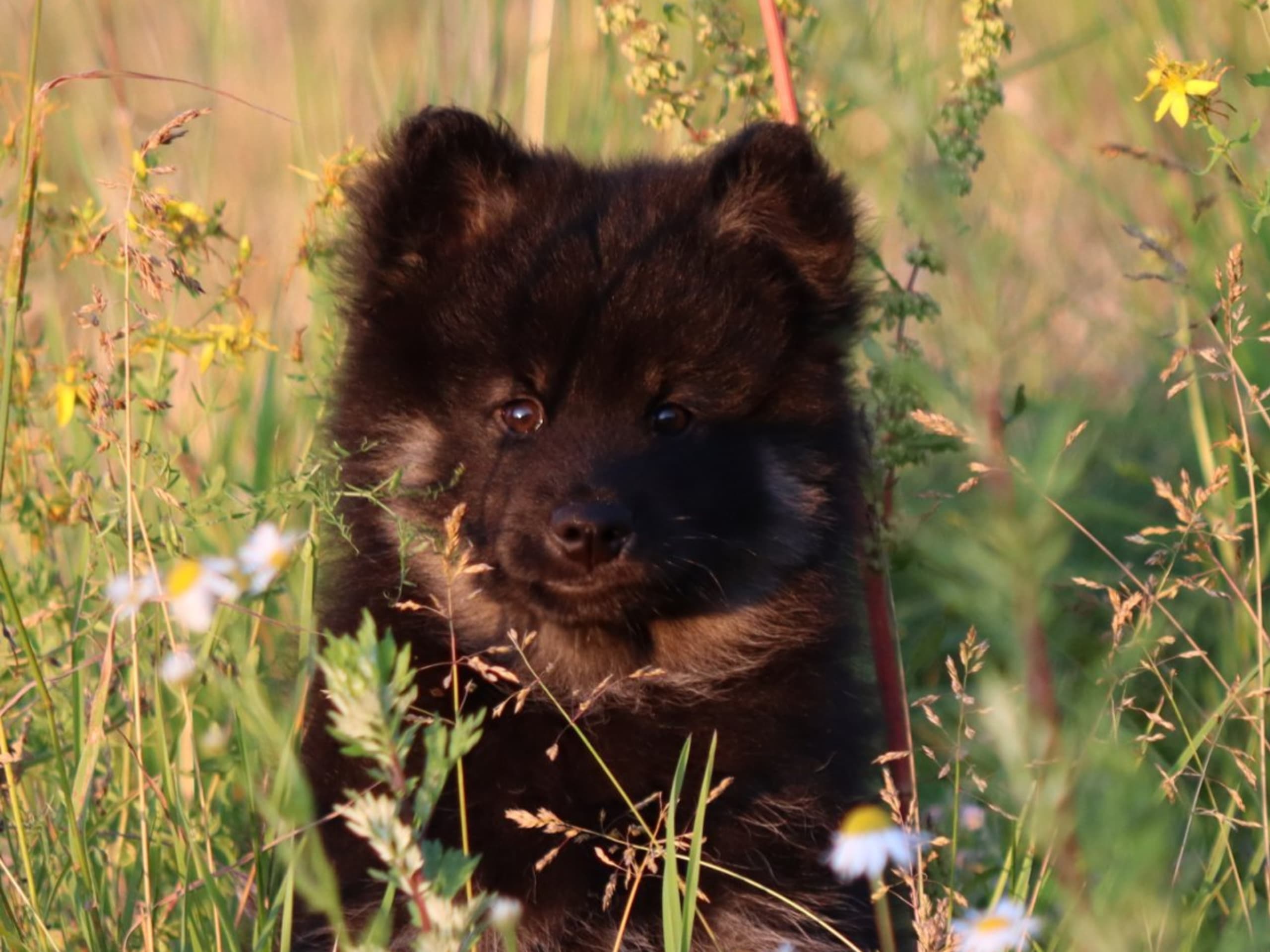 Finnish Lapphund · åtvidaberg · Domras