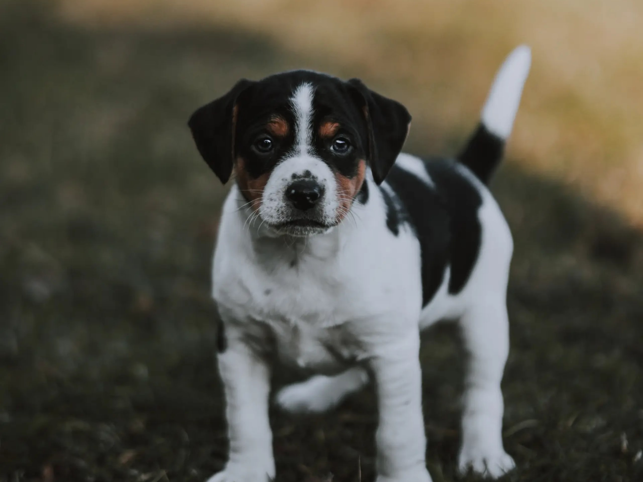 Dansk-svensk gårdhund · Skien · Tina Nicander Nyhaug