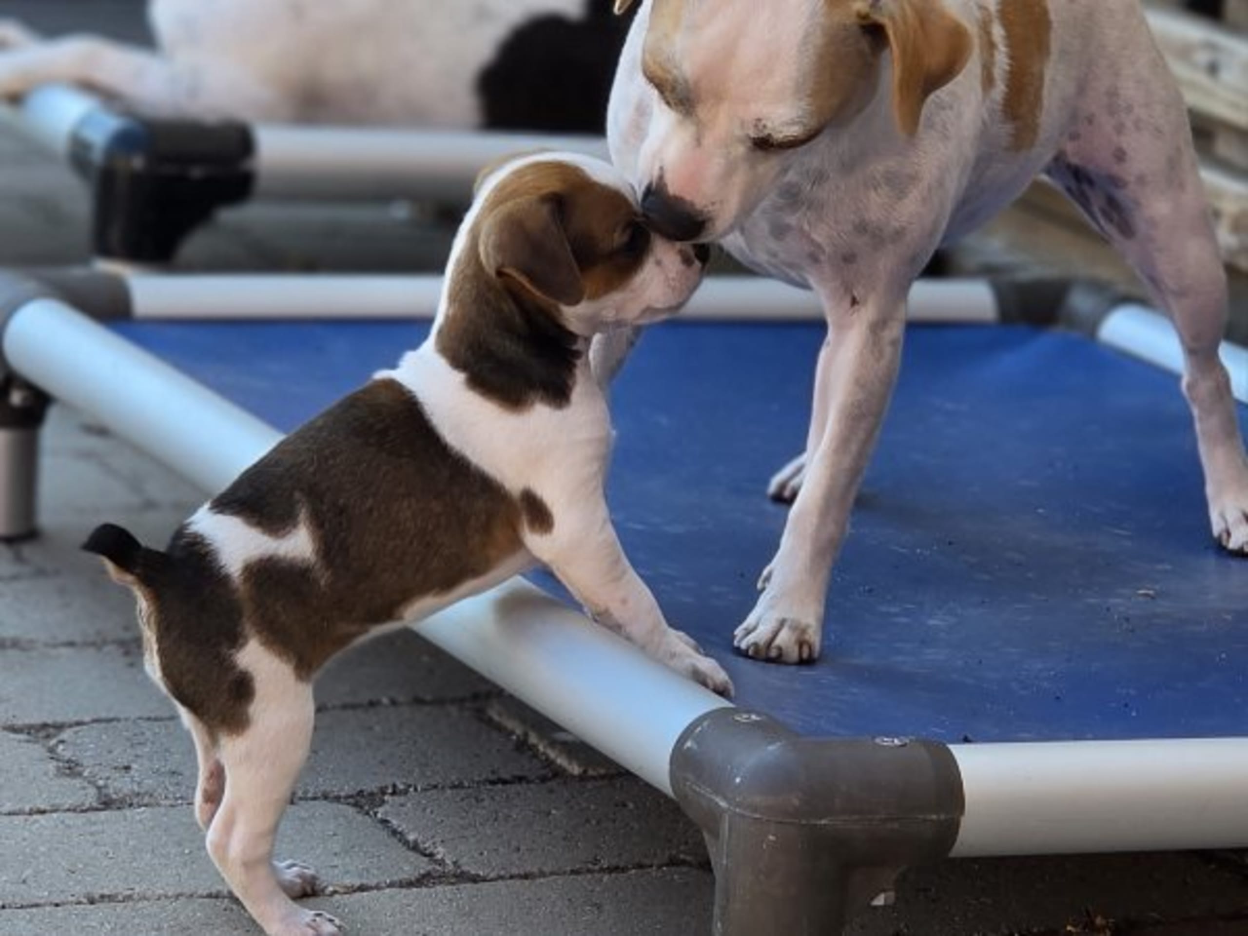 Dansk-svensk gårdhund · Hörby · Sniberups