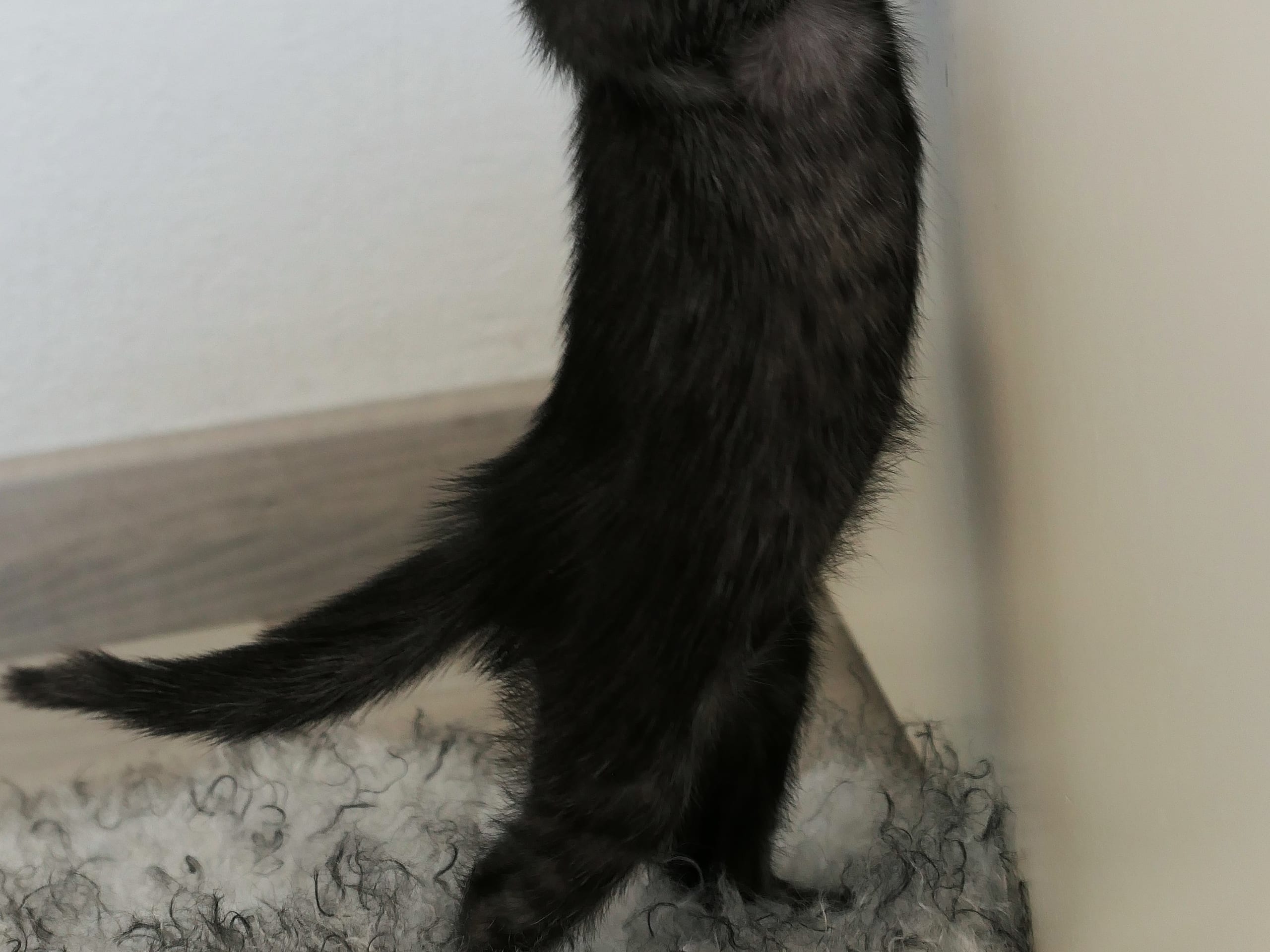Egyptisk Mau