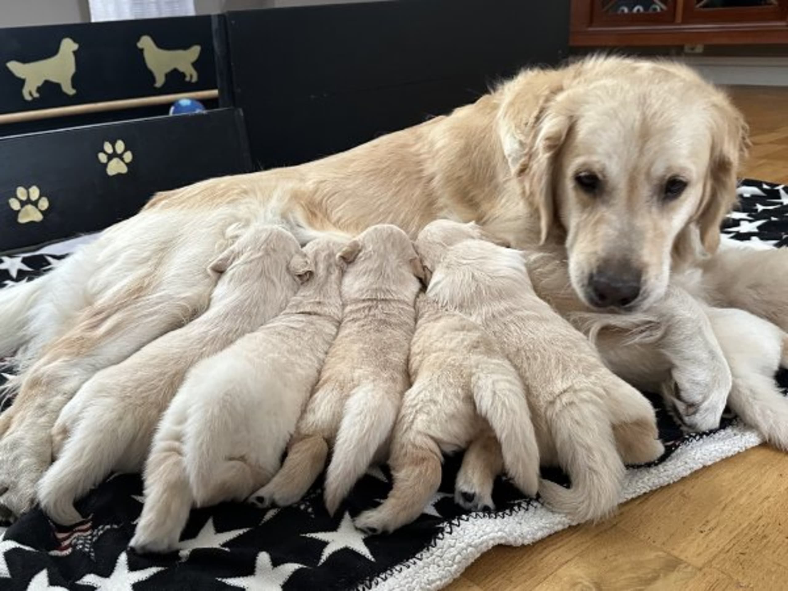 Golden retriever