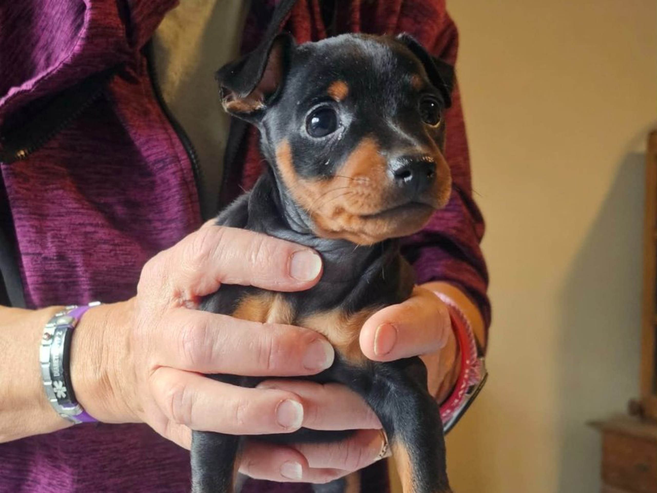Miniature Pinscher · Linköping · Love Cox's