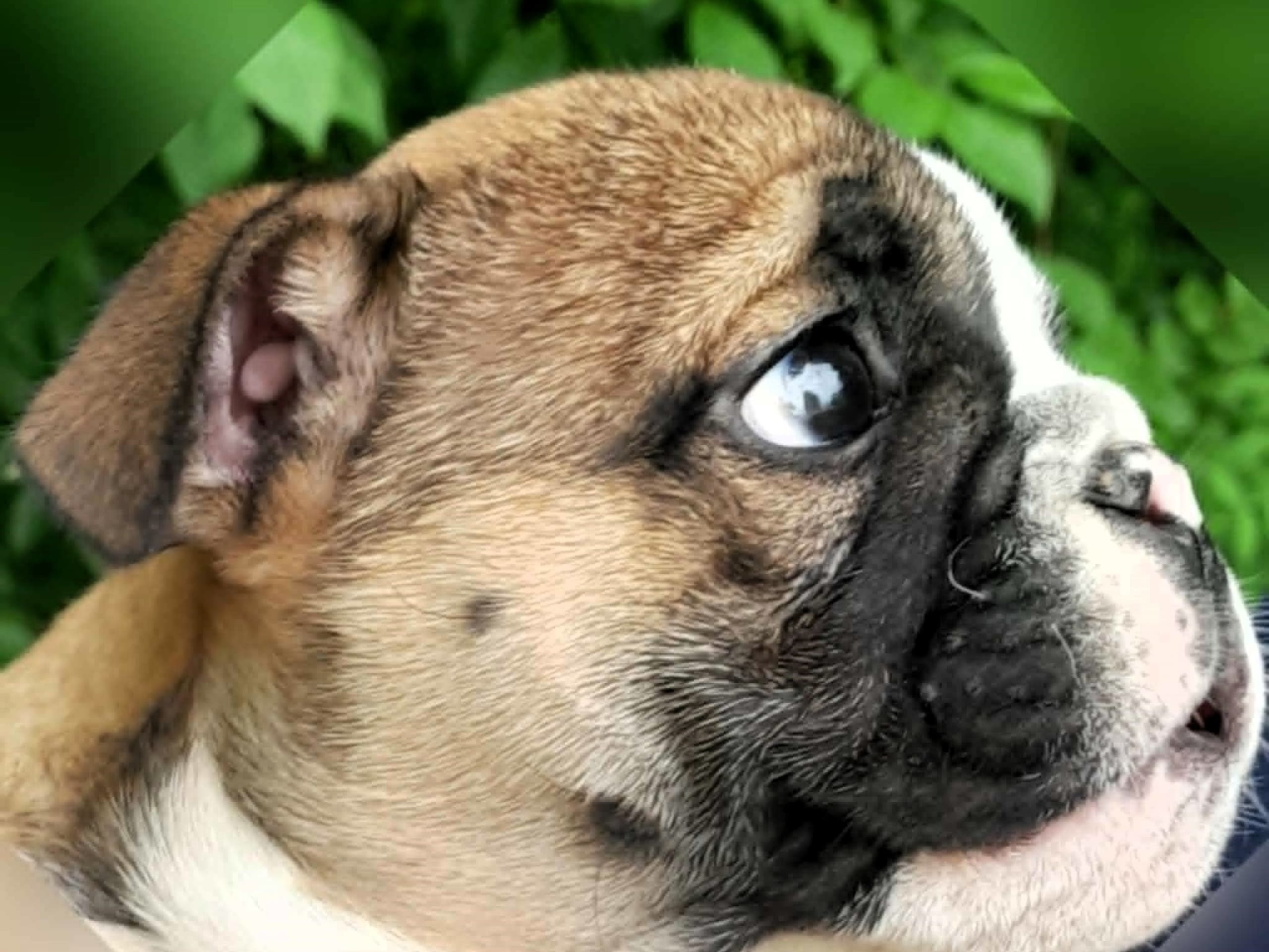 Engelsk bulldog