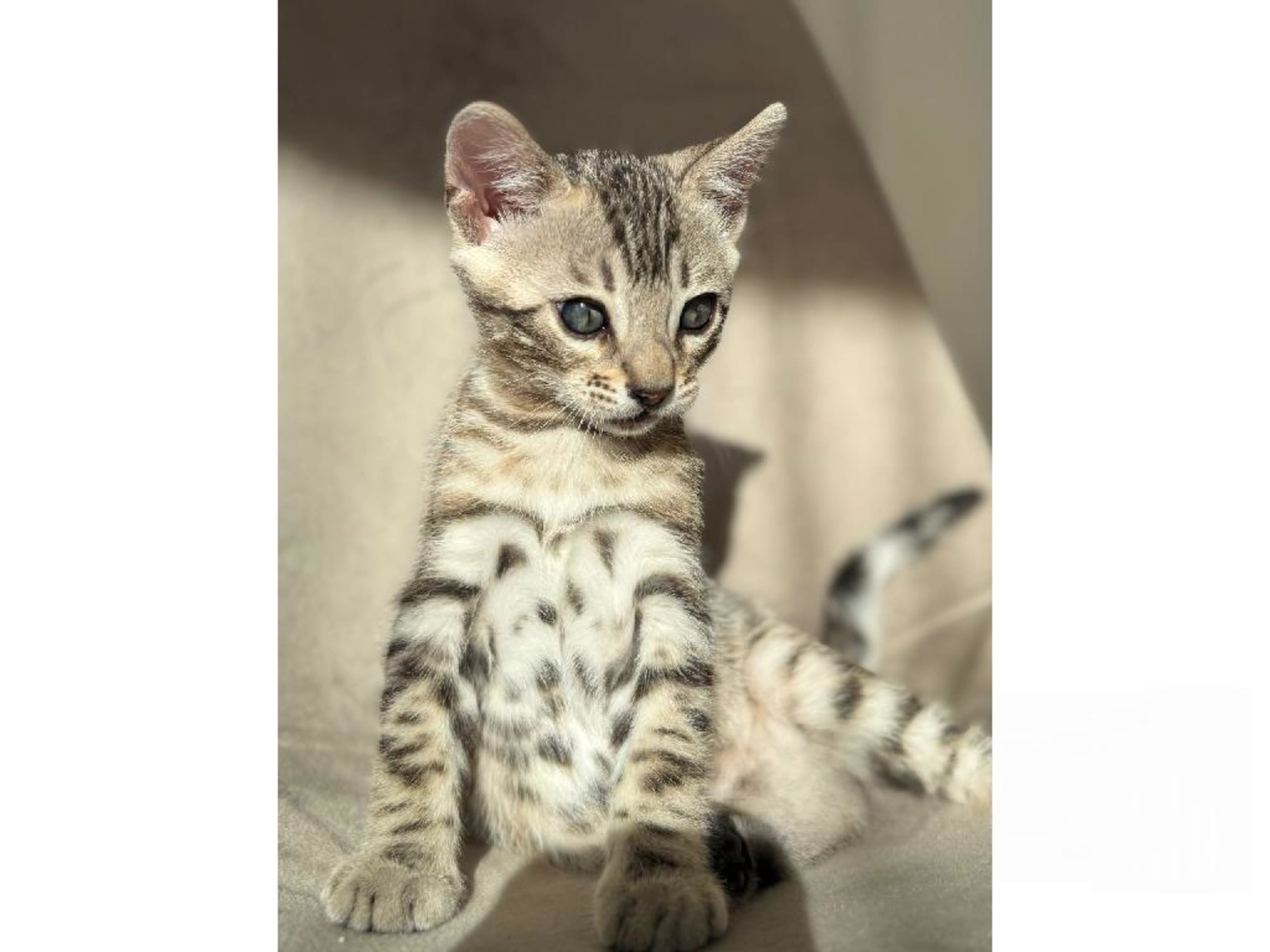 Bengal
