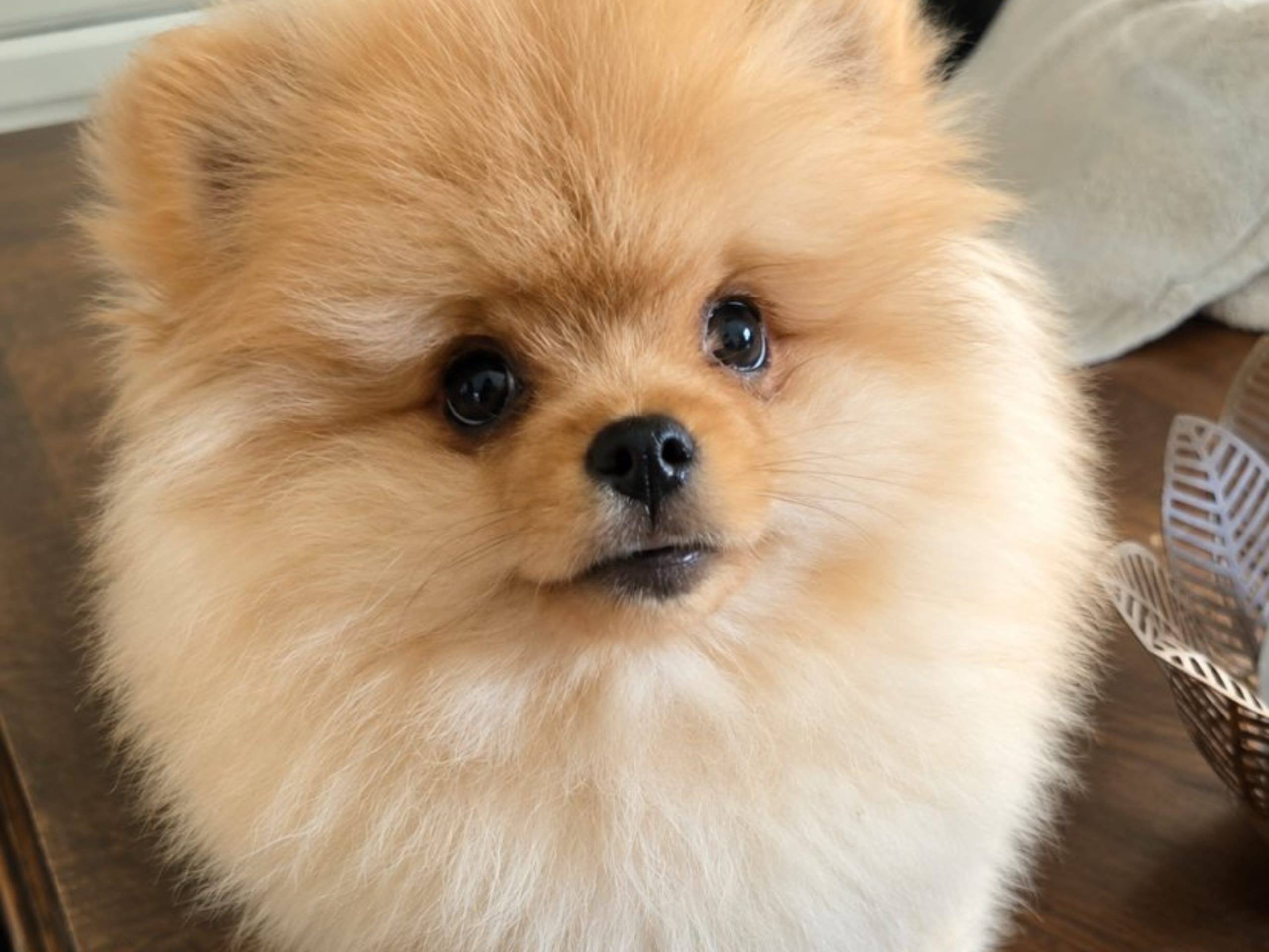 Pomeranian · Linköping · Fluffy Soul's