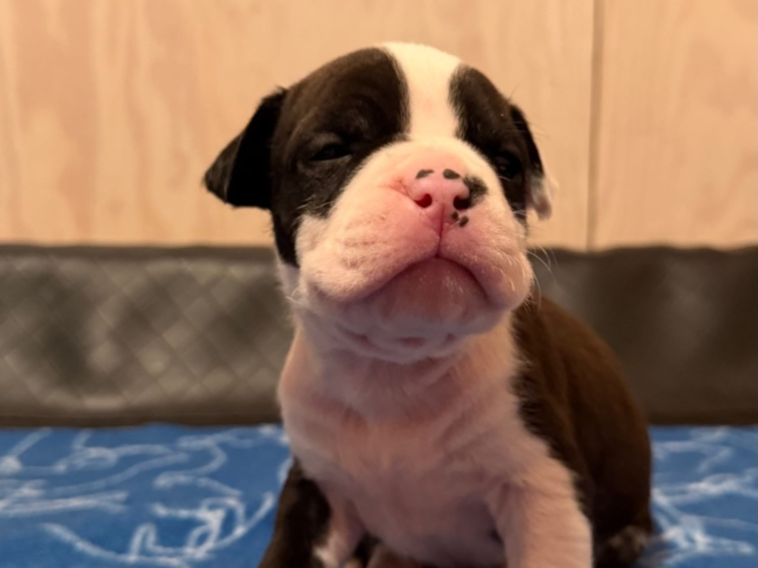 American Staffordshire Terrier · Kista · Patrick Nielsen Amstaff