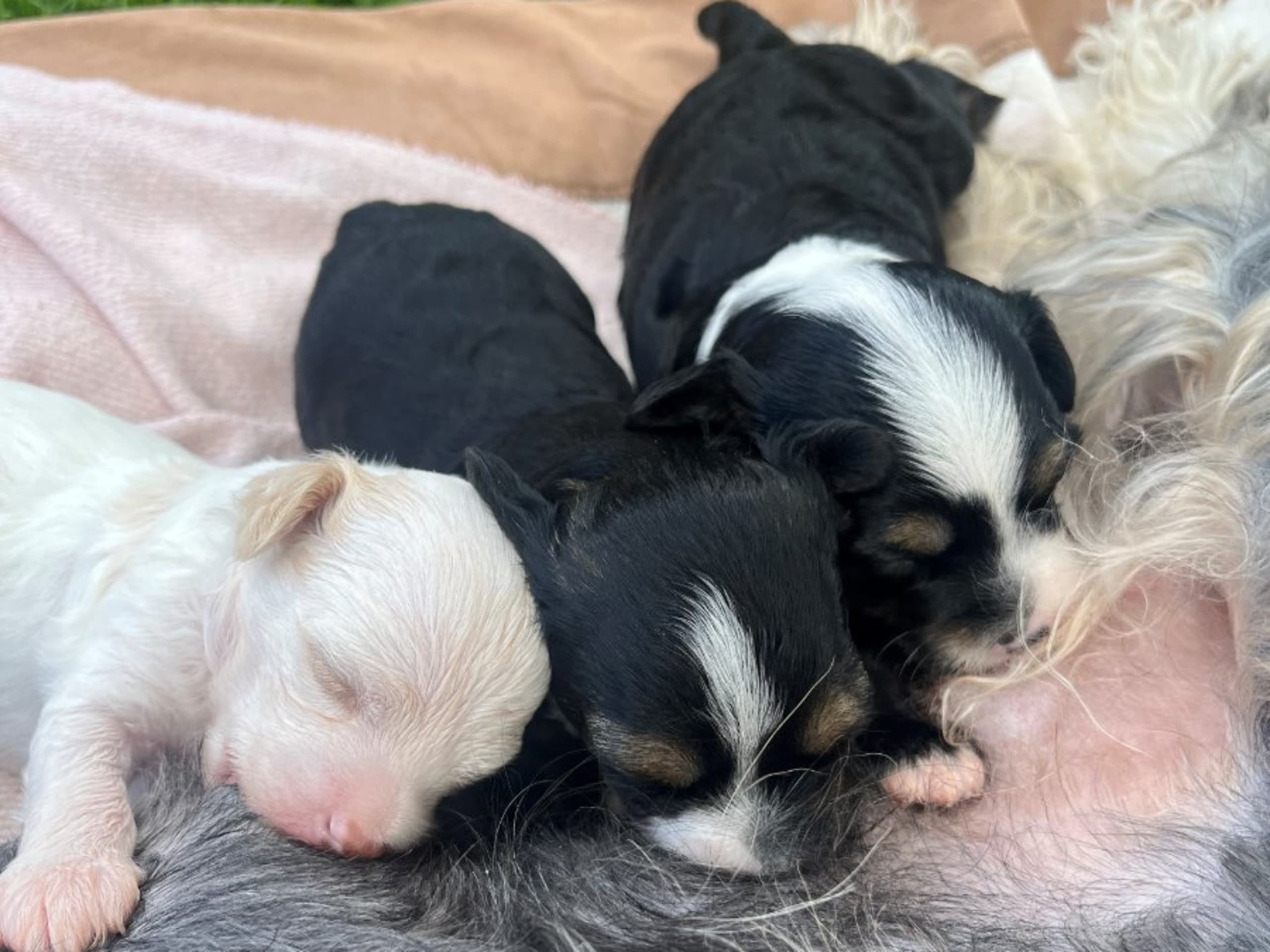 Chinese Crested Dog · Smedjebacken · Joffers