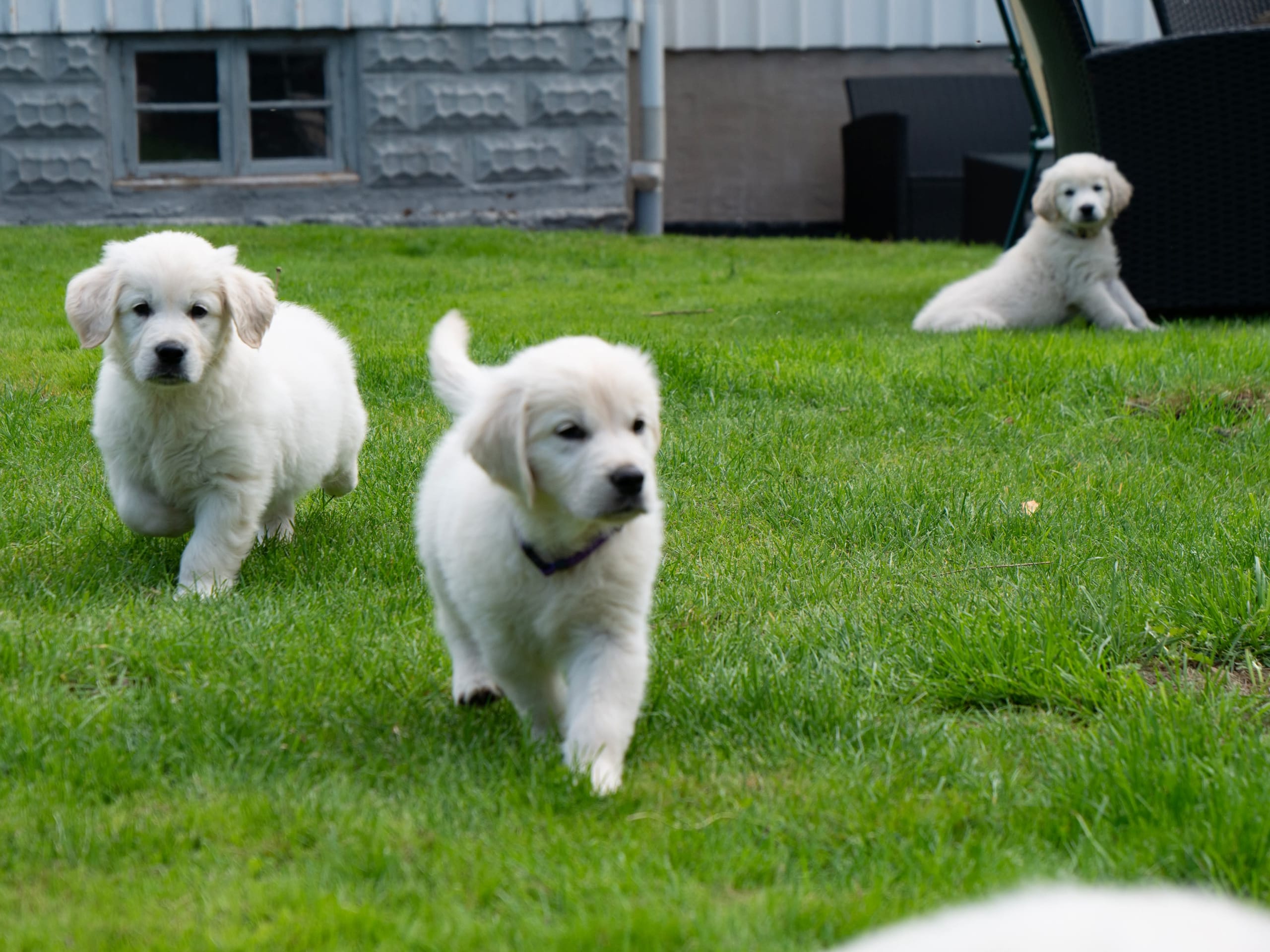 Golden Retriever · Svenshögen · Dream Max