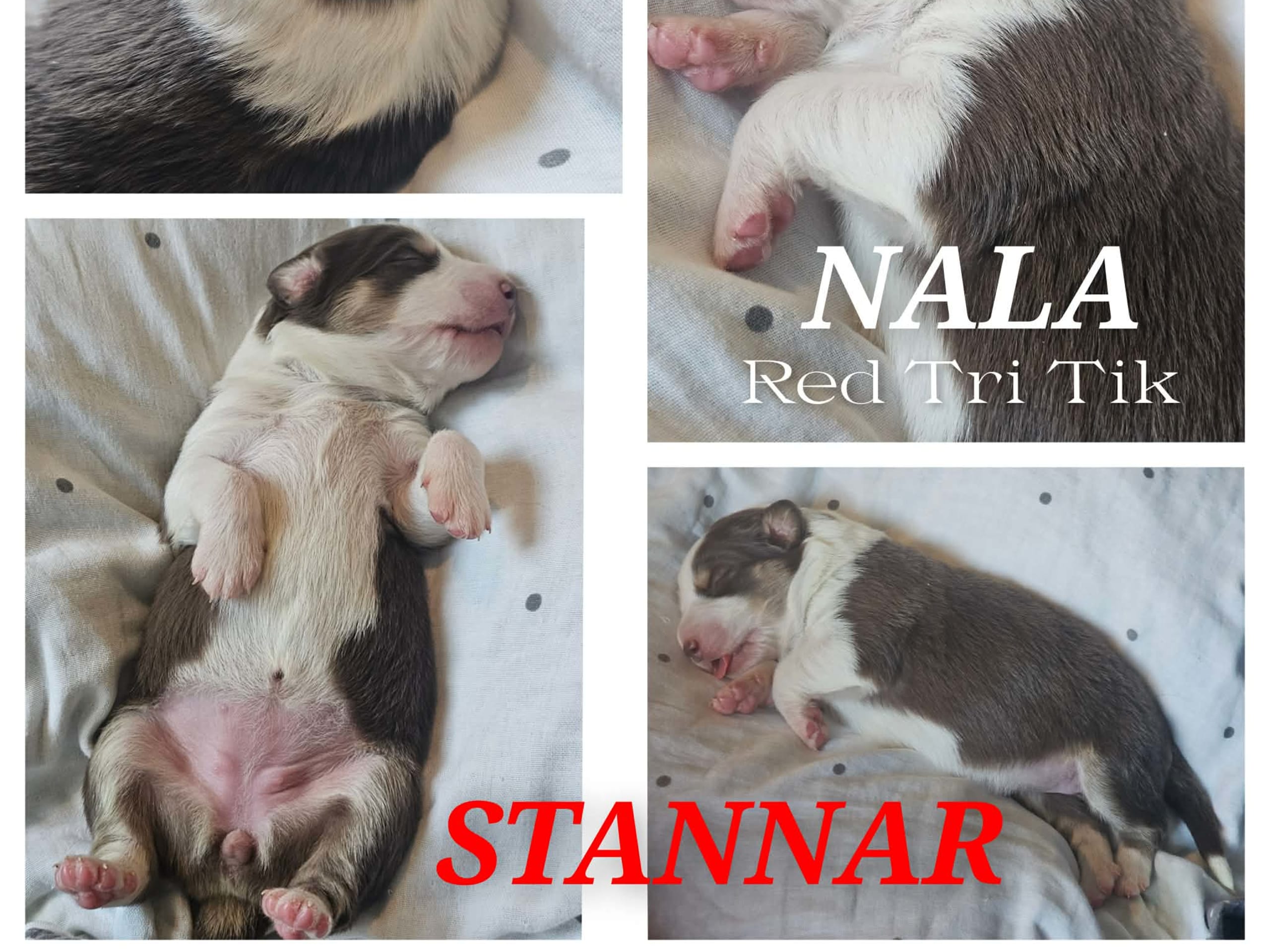 EEVD/ Australian Shepherd · Västra Frölunda · Isabells S.
