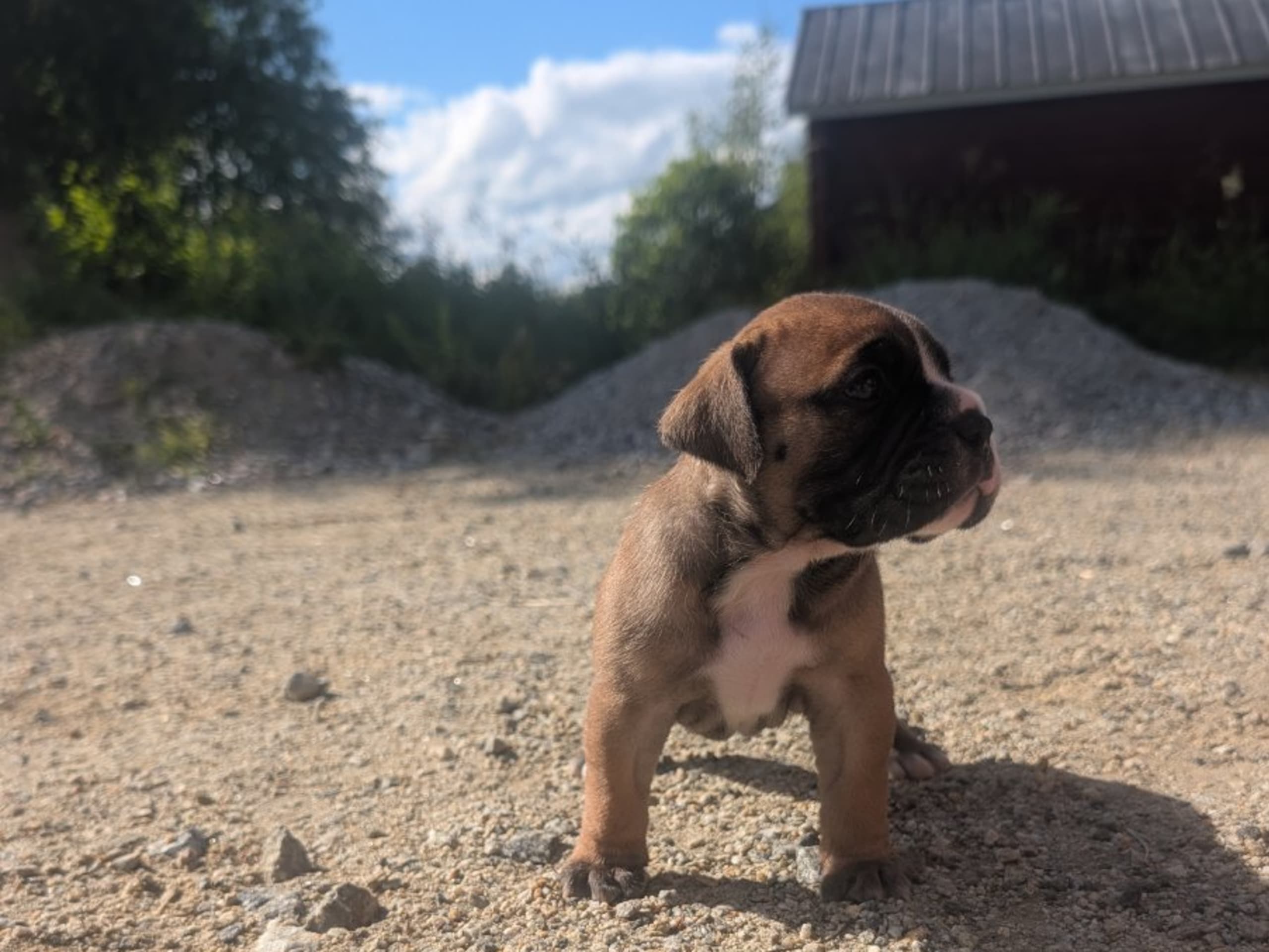 Continental Bulldog · öjebyn · Bennstaff