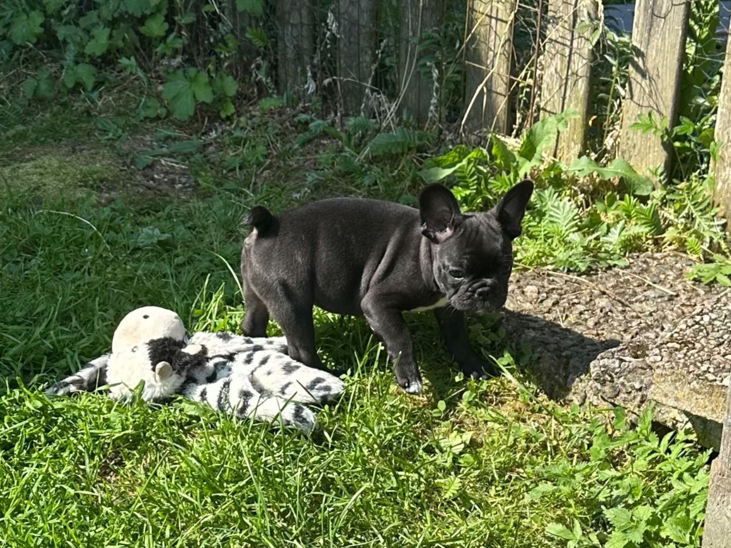 Fransk bulldogg · Kvicksund · Frideborgs