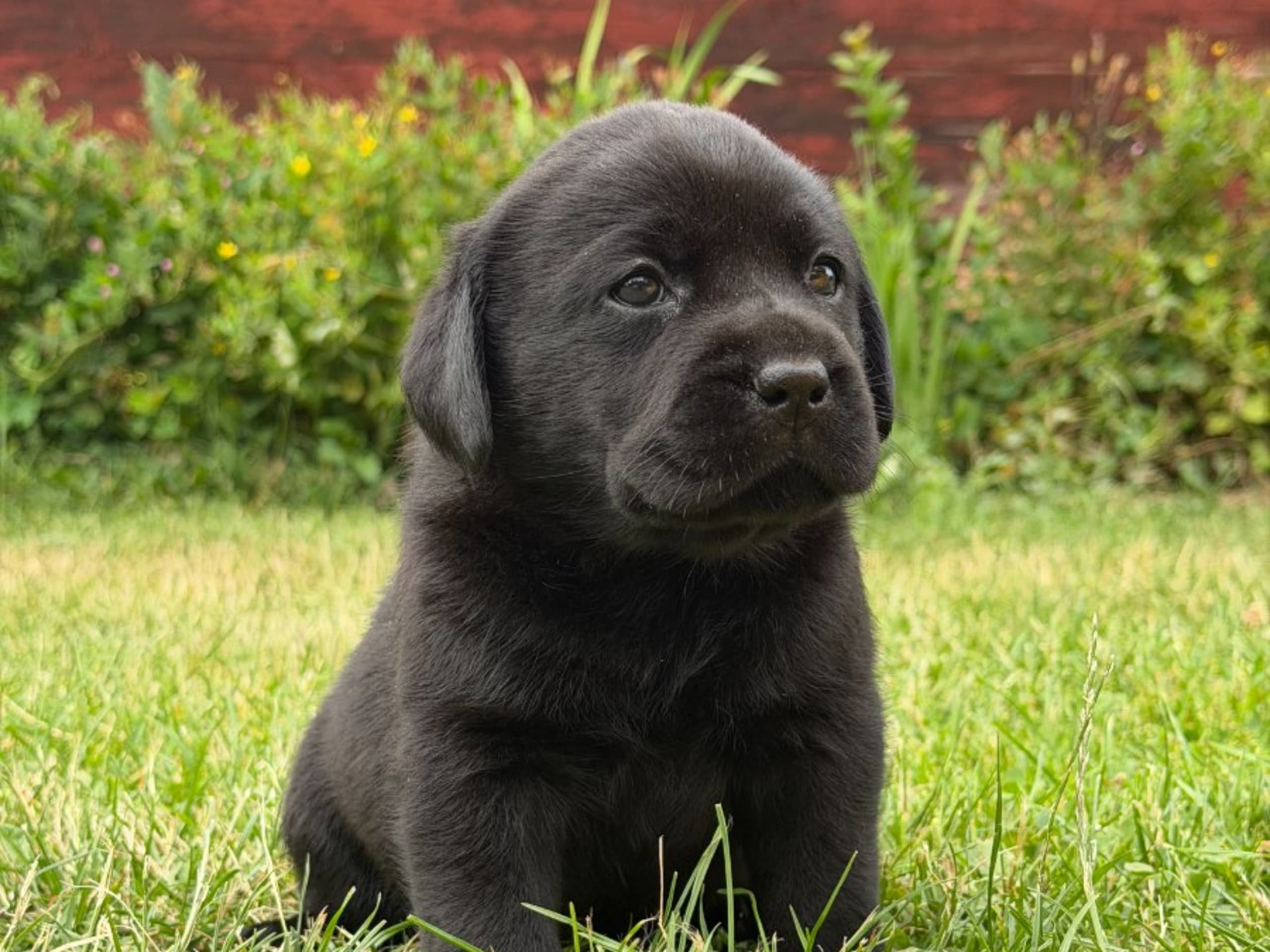 Labrador retriever