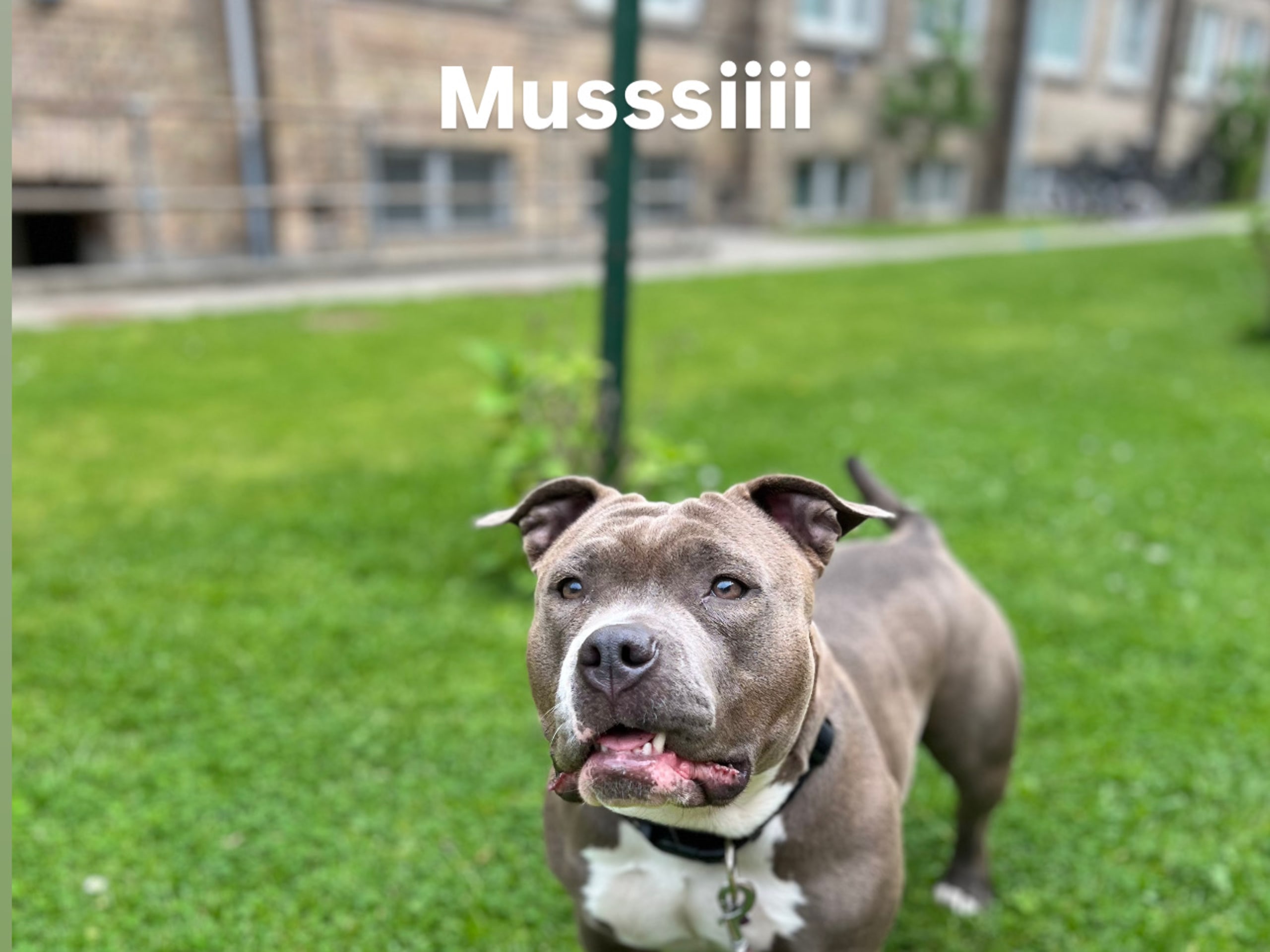 American Bully · København · Joan J.