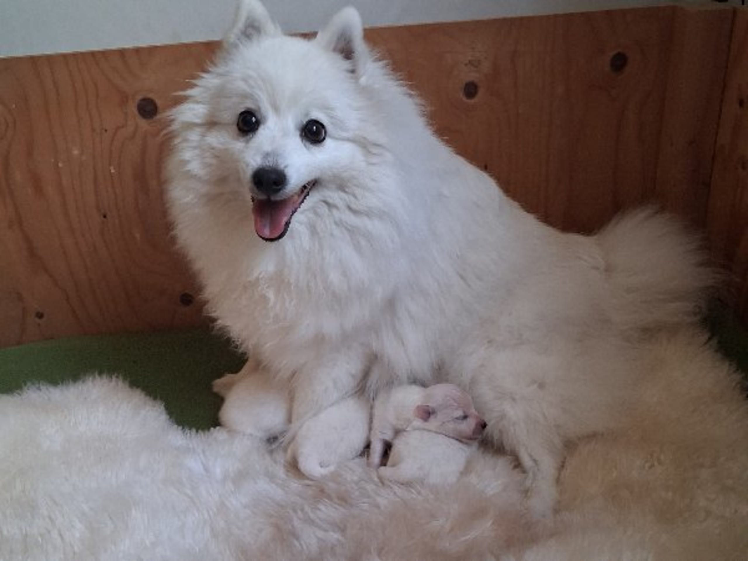 Japanese Spitz · Kristdala · Kennel Alegros