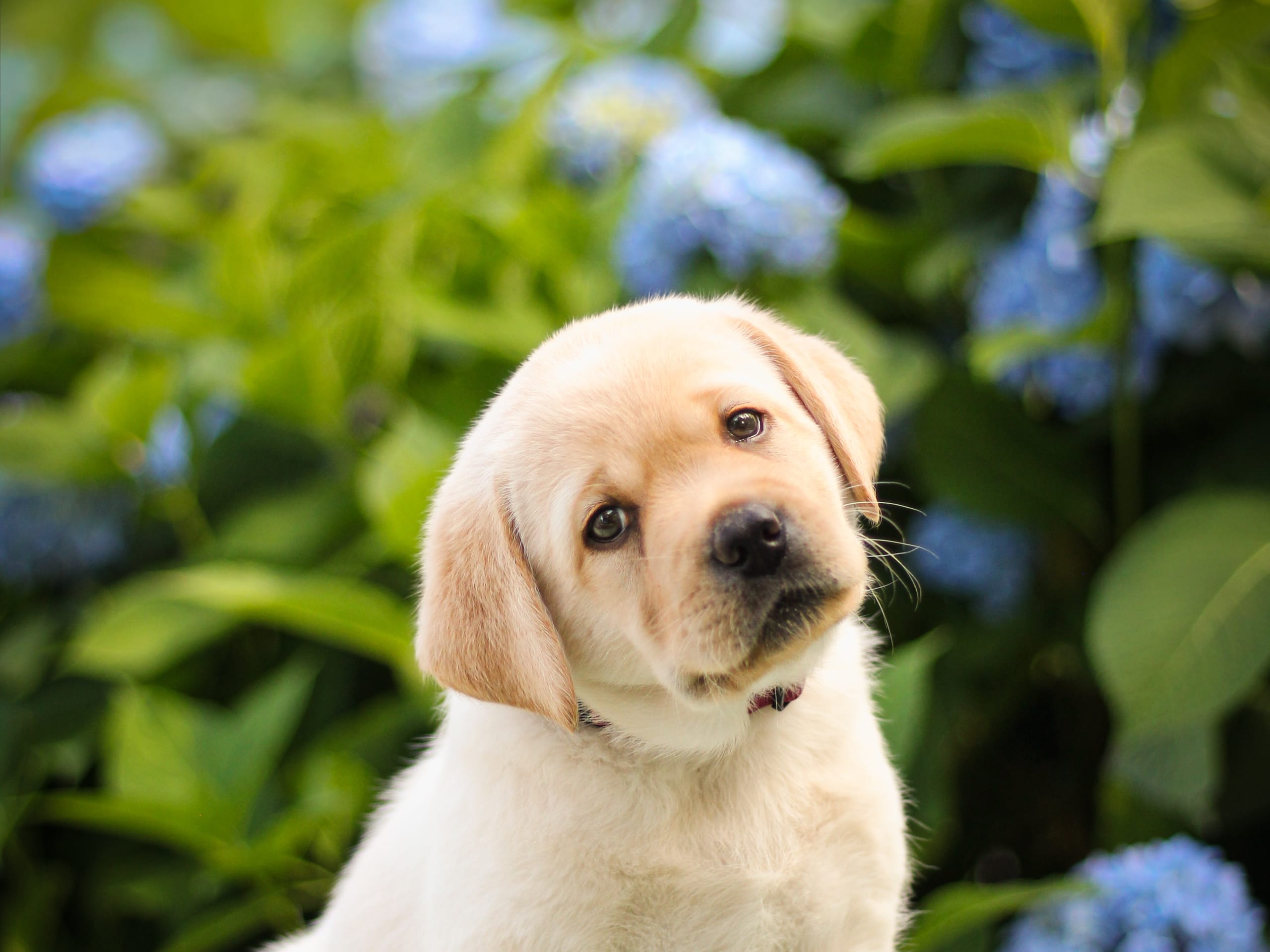 Labrador retriever · Svärtinge · Blankgölens kennel