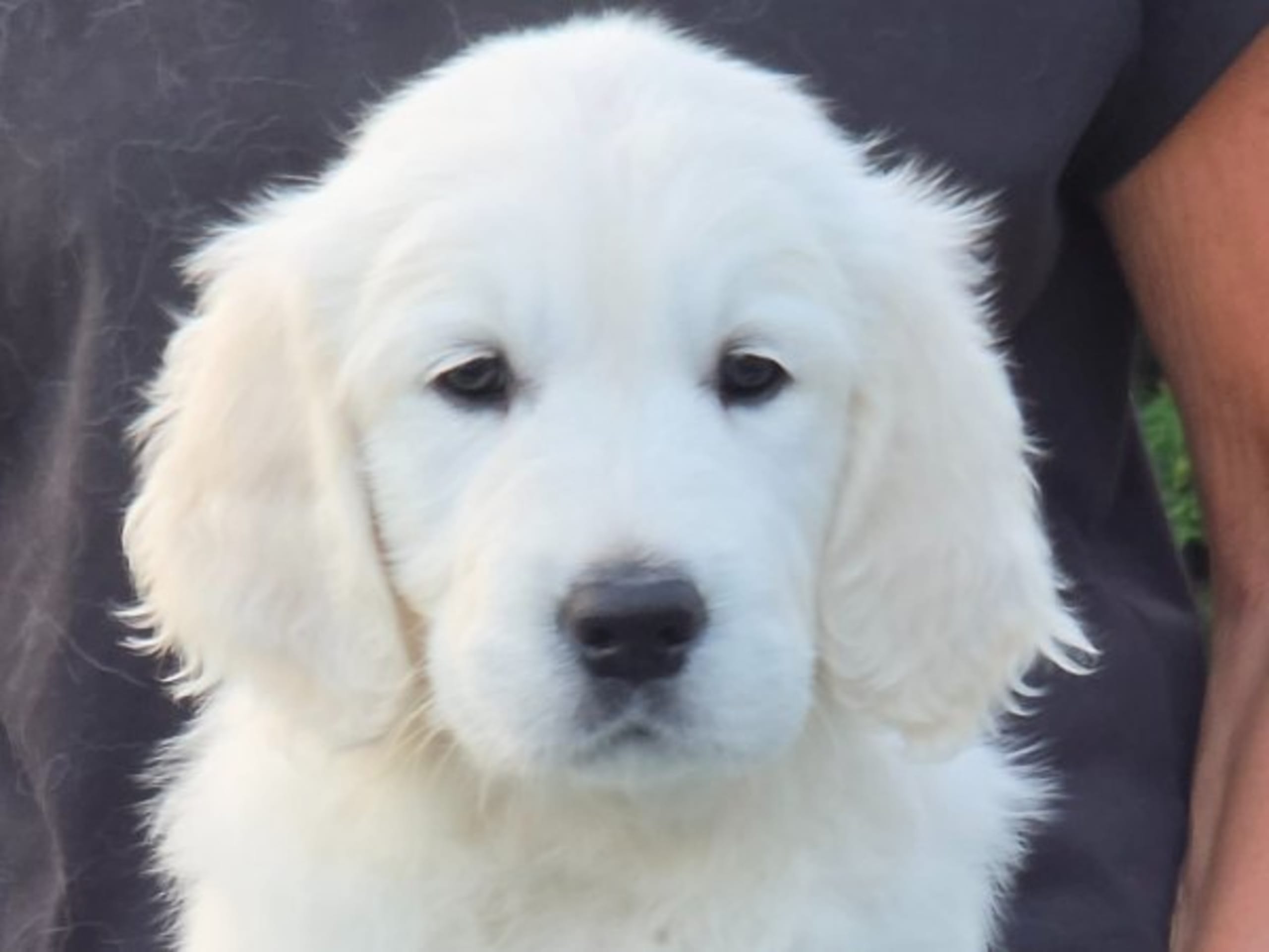 Golden retriever · Kvicksund · Goldblaze
