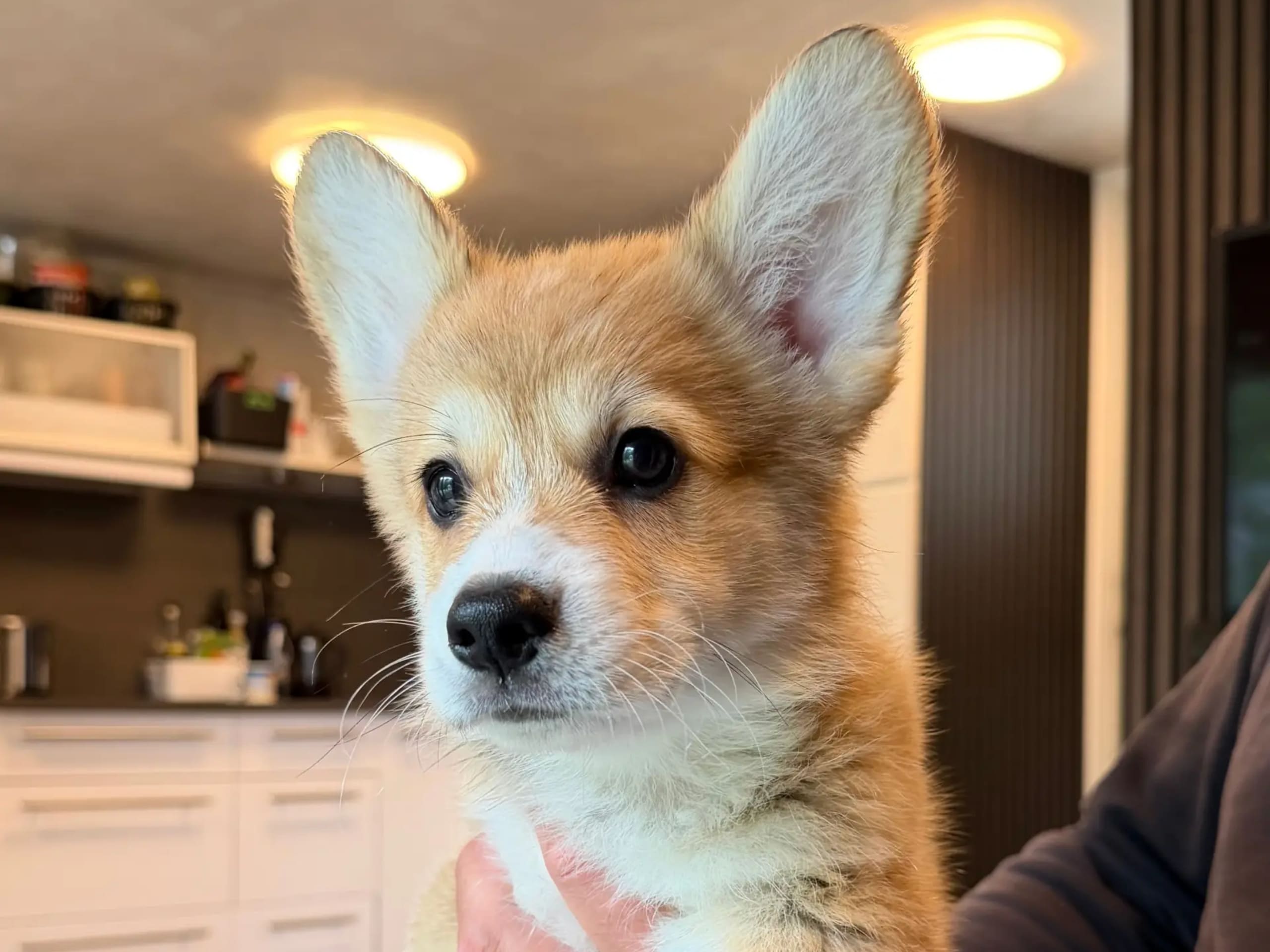 Welsh corgi pembroke · Gjerdrum · Hallo My Dog