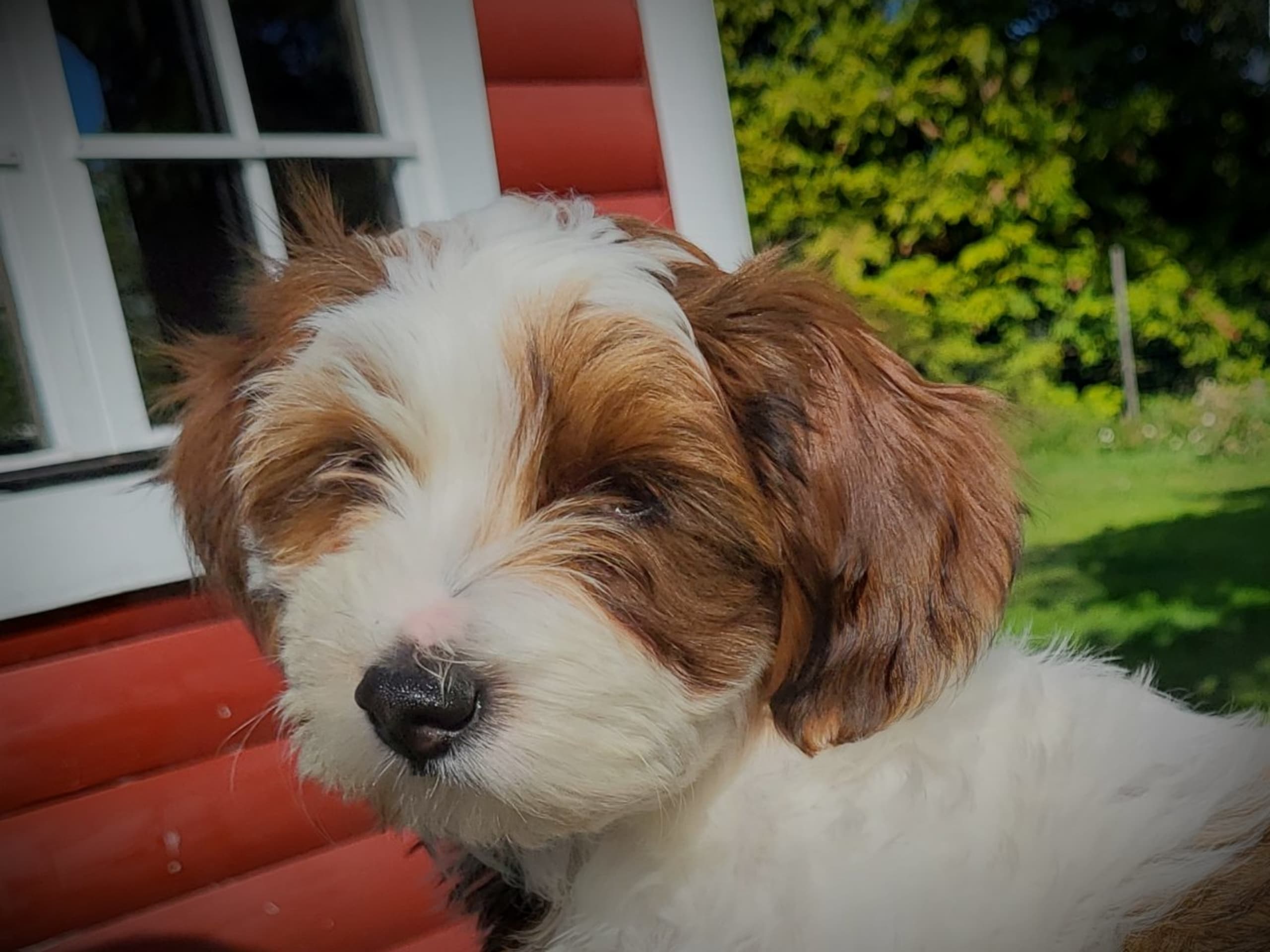 Havanese · Hjo · Wawuschelwalds