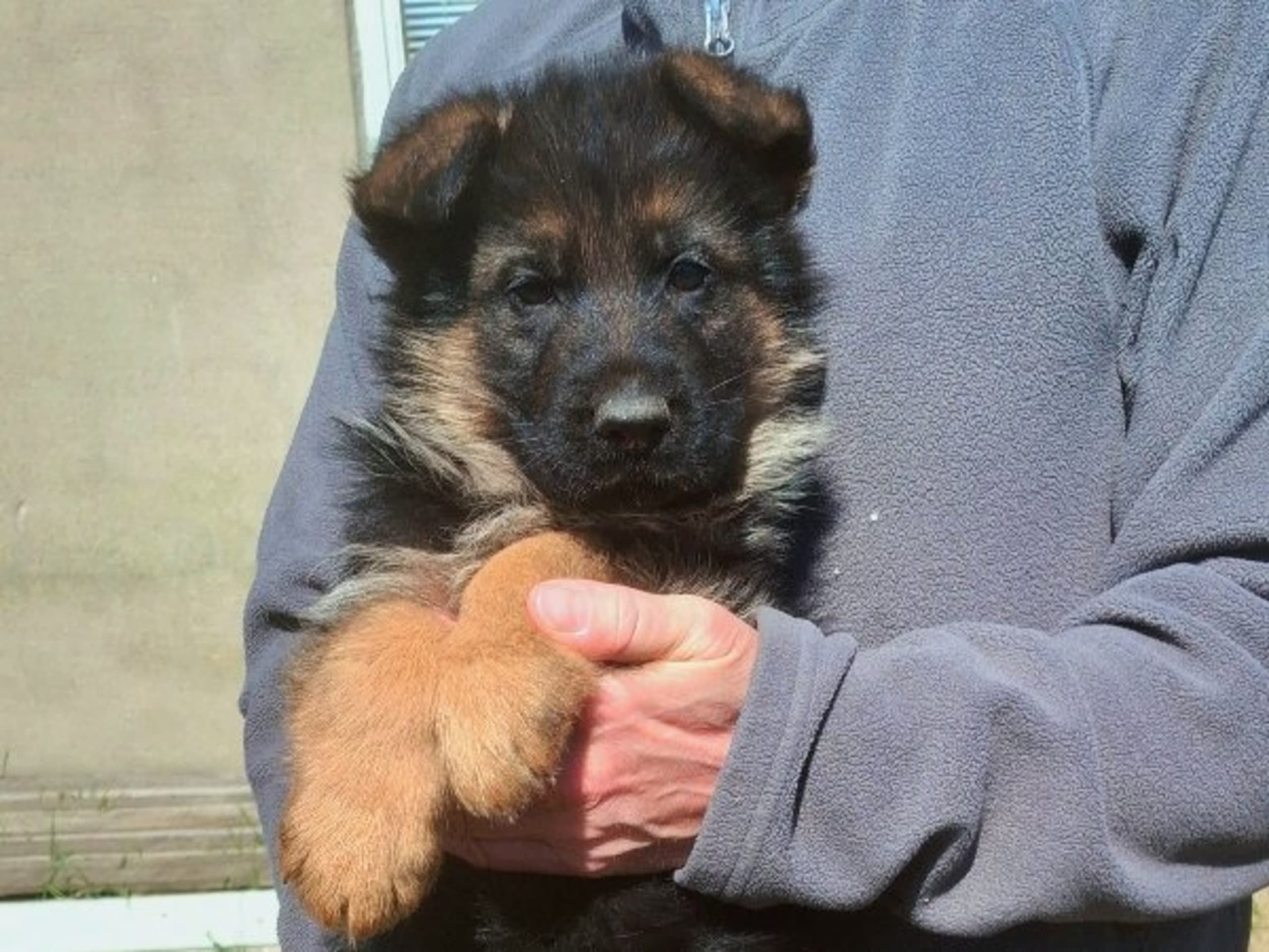 Tysk Schäferhund · Sölvesborg · Ebafarmens