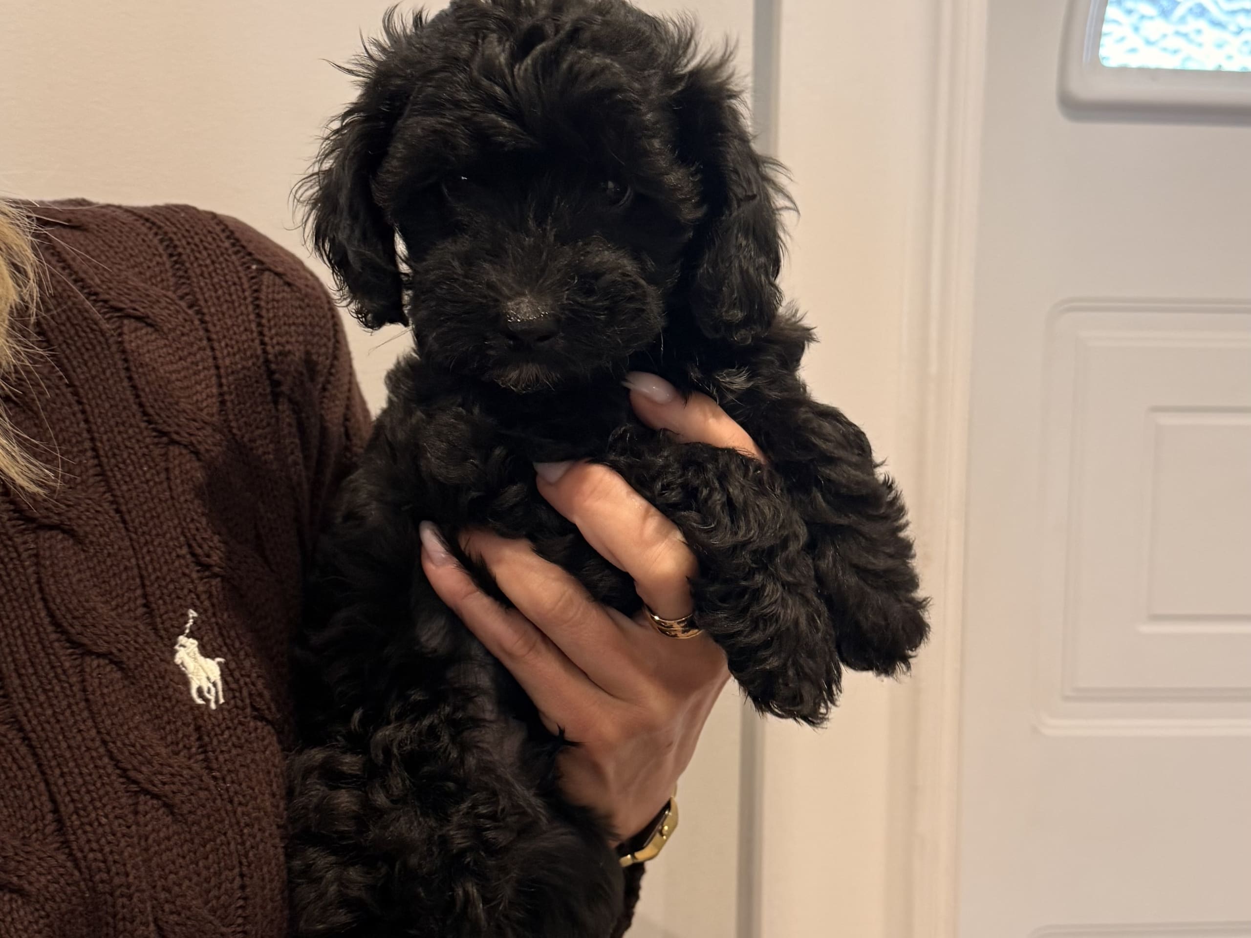 Maltipoo · Leksand · Asp