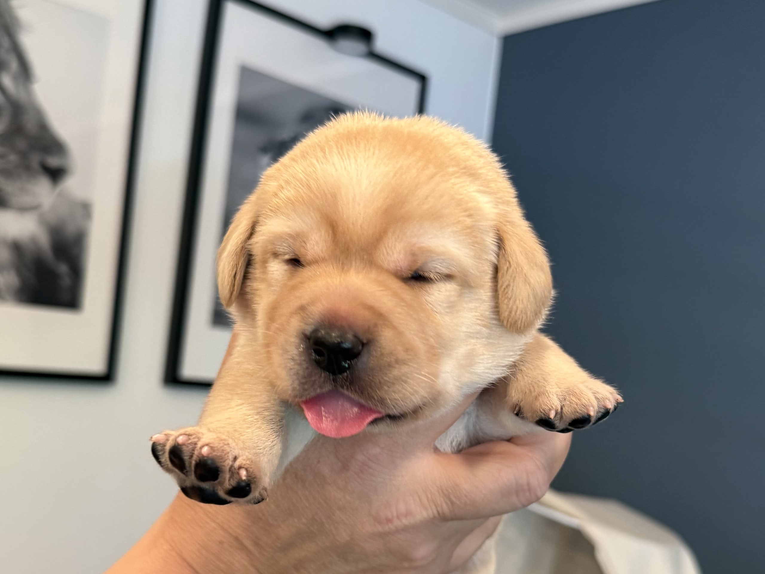 Labrador Retriever · Svärtinge · Blankgölens kennel
