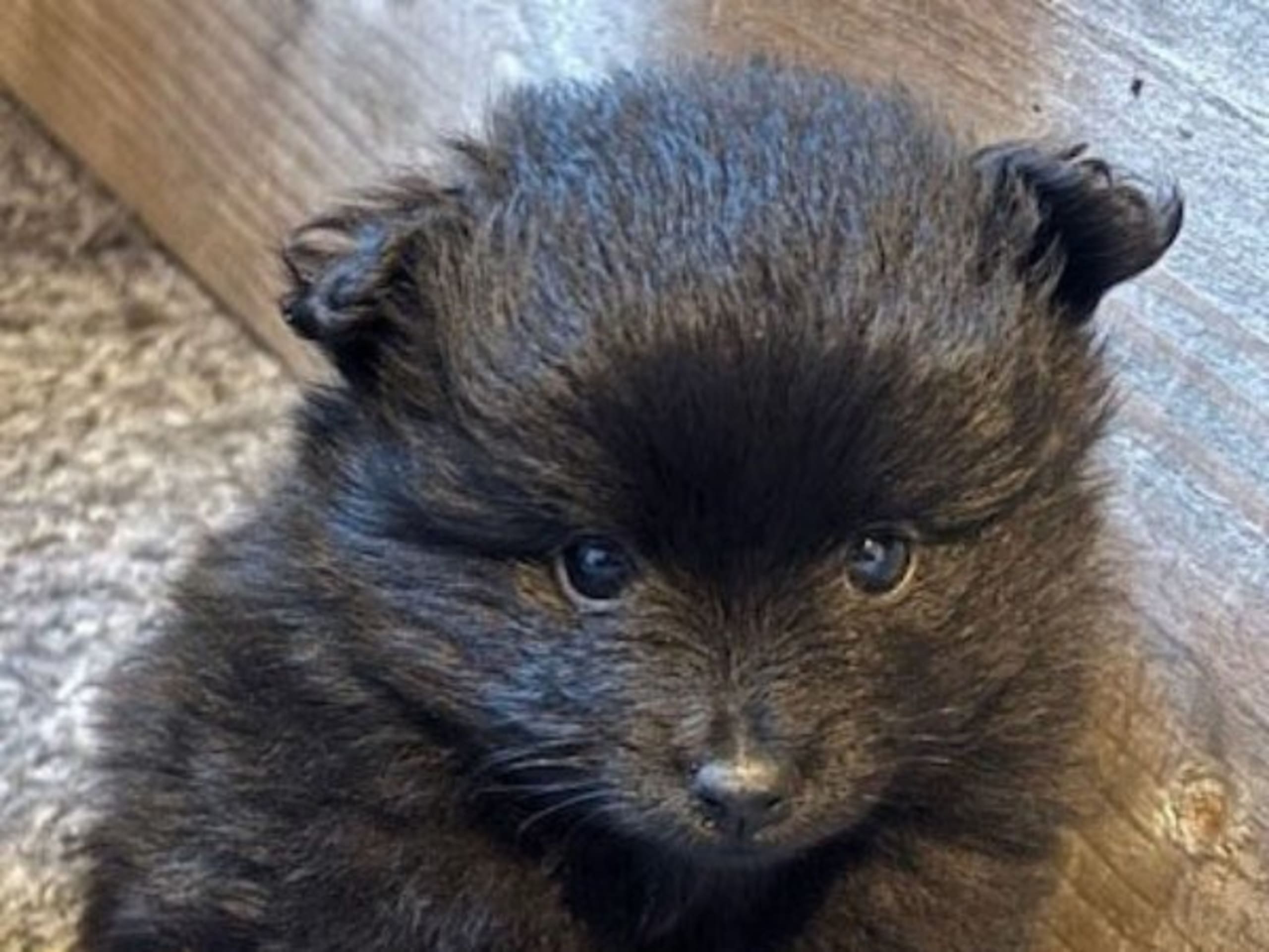 German Spitz – Mittelspitz · Forshaga · Schärott