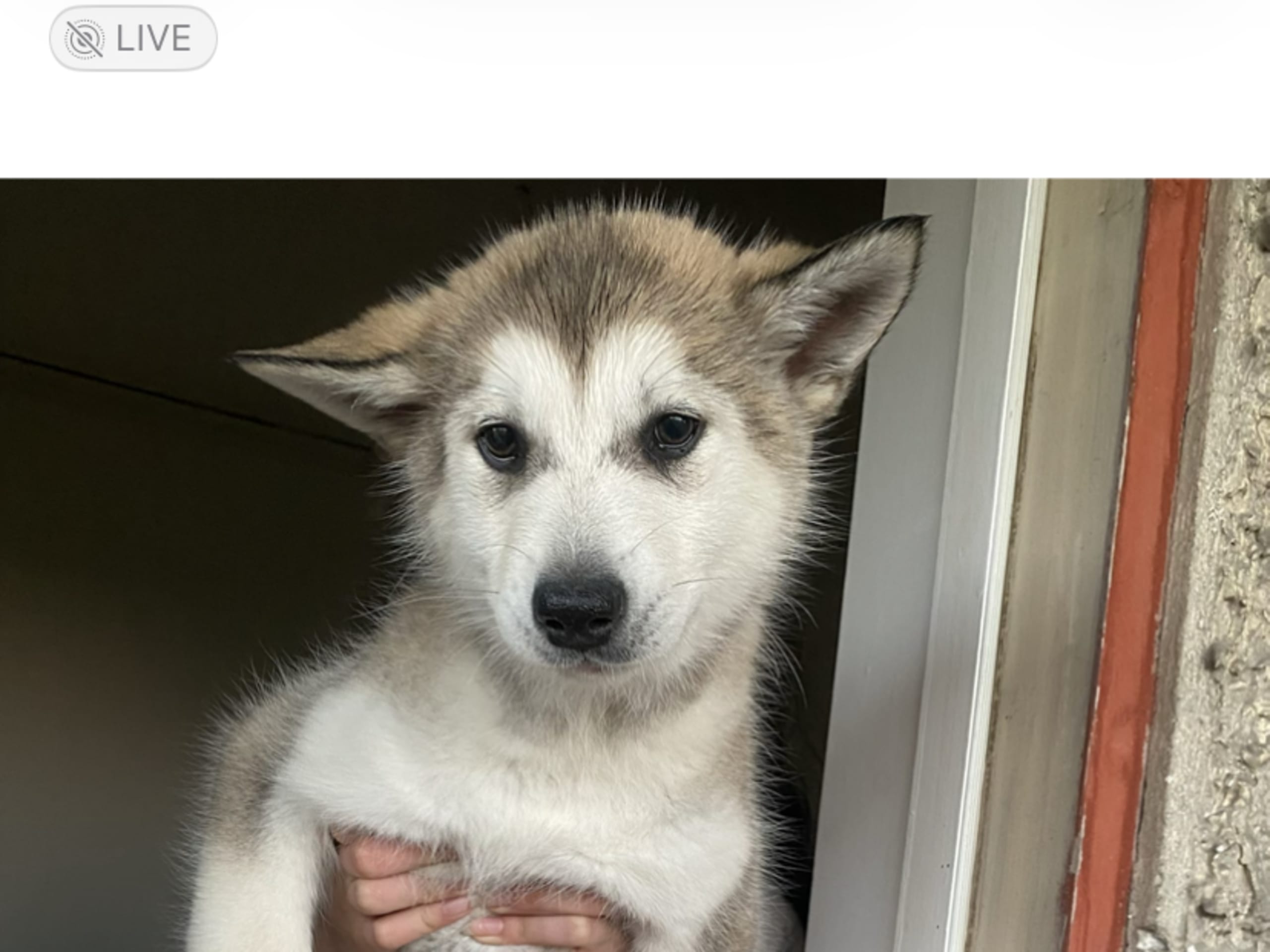 Alaskan malamute · Ankarsvik · Nabaa H.