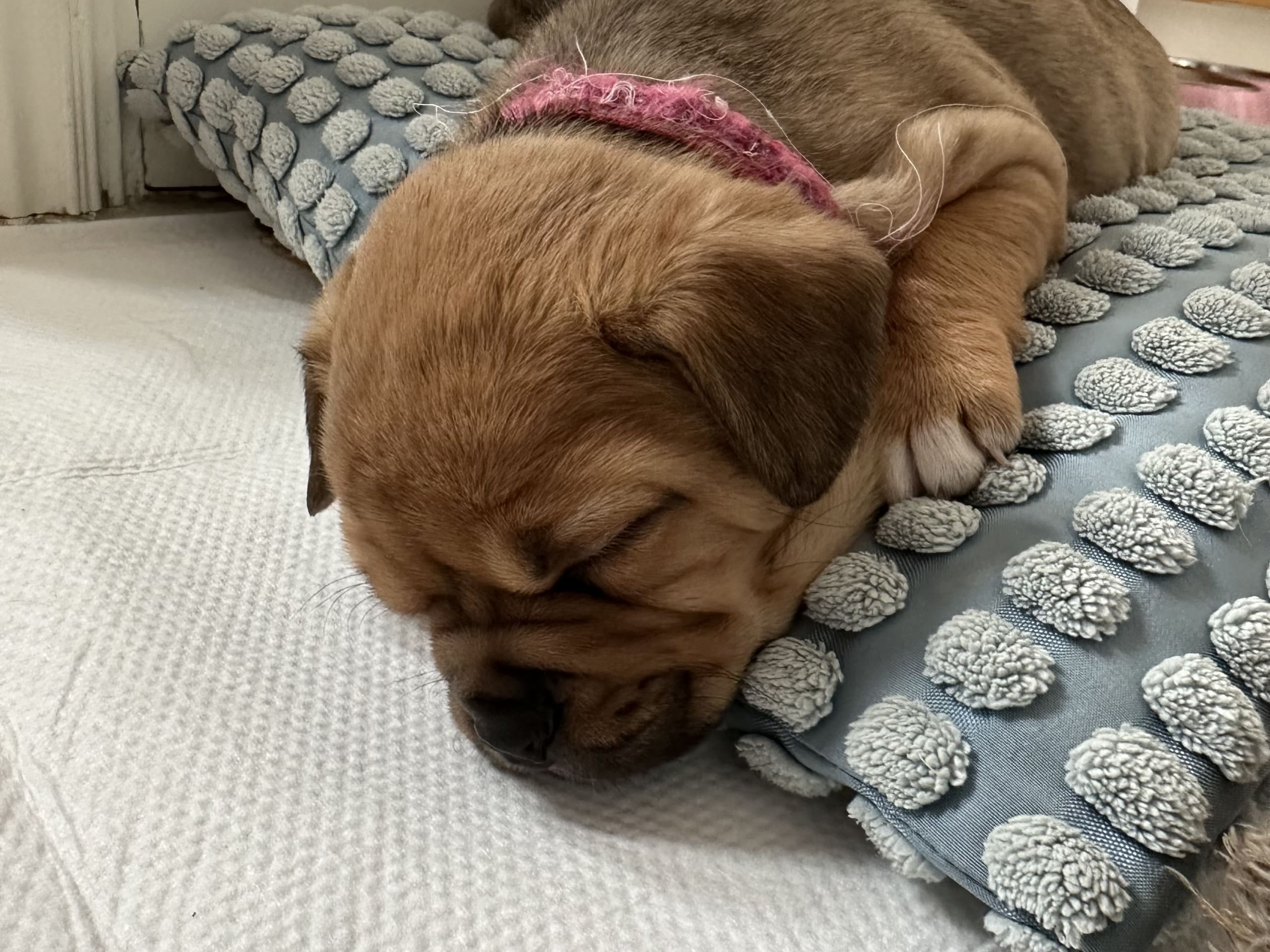 Fransk bulldog och Australiensisk Sheperd · Karlstad · Mia A.