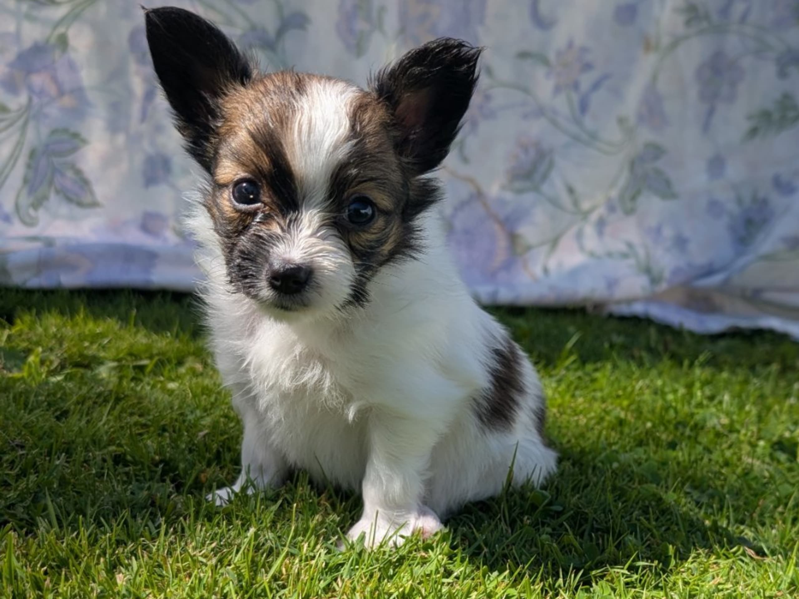 Papillon · Brastad · Bohusklippans