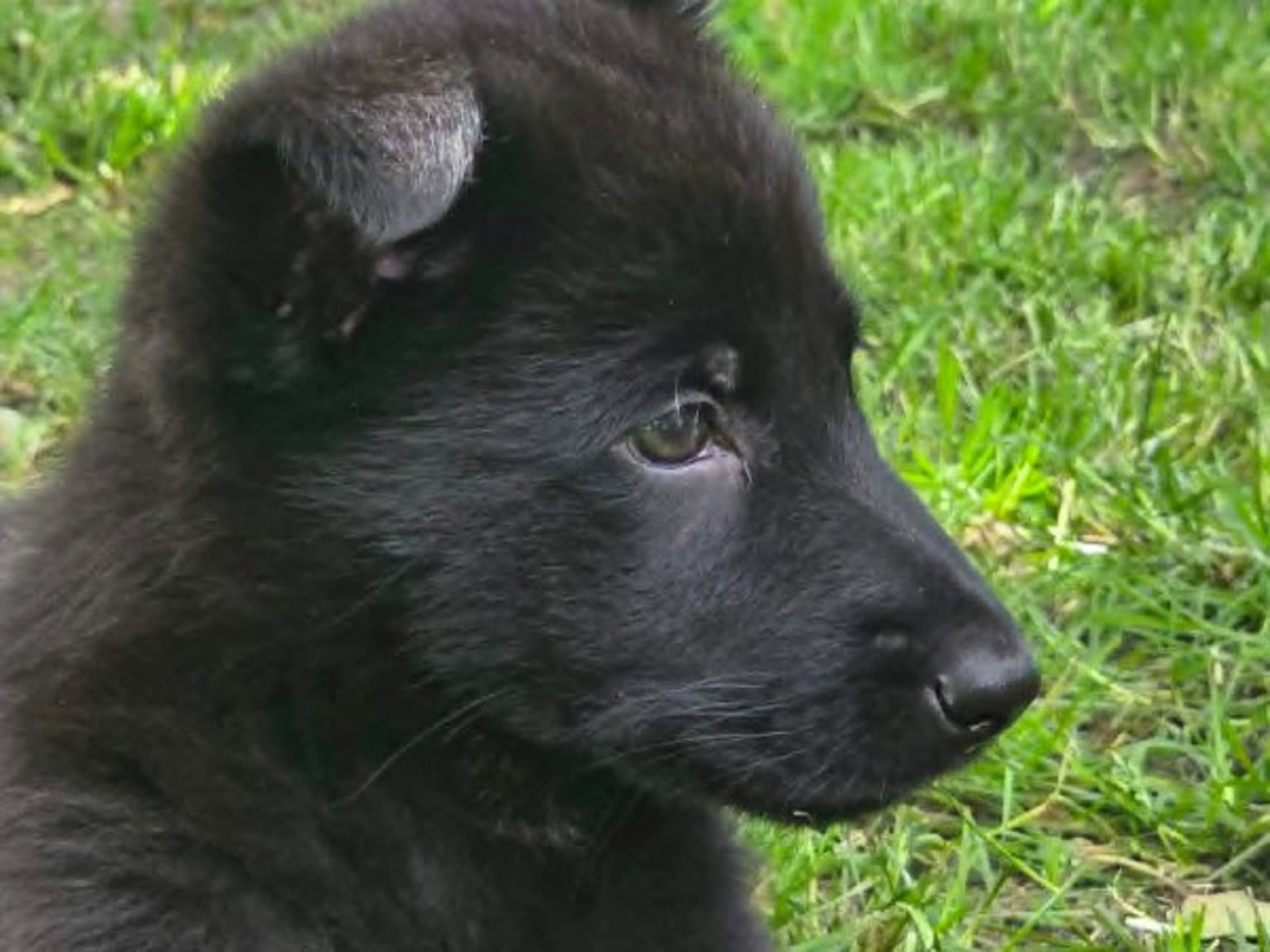 Tysk Schäferhund · Vallåkra · Incidents