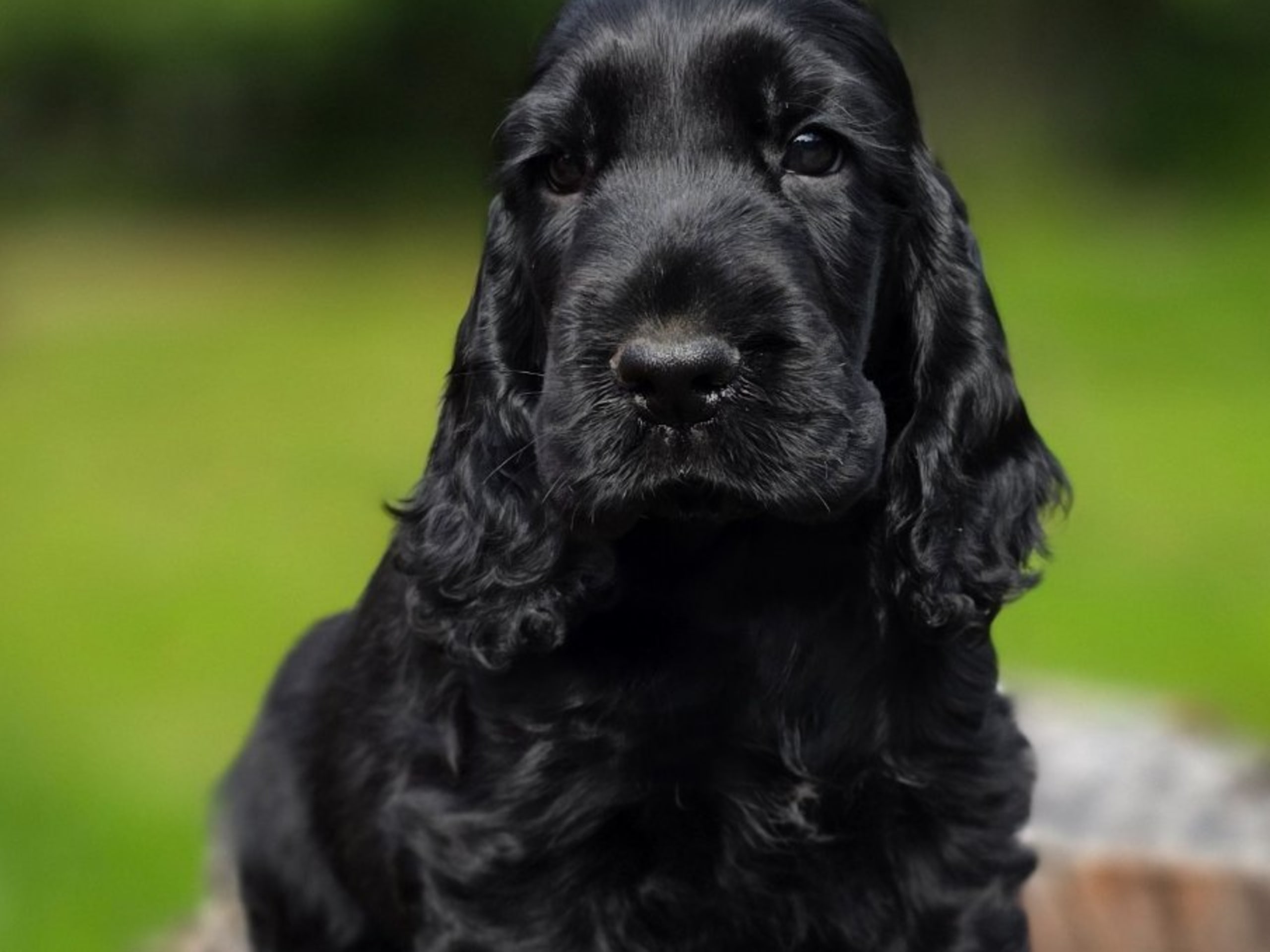 Cocker spaniel · Vikbolandet · Liljeblomman's Kennel