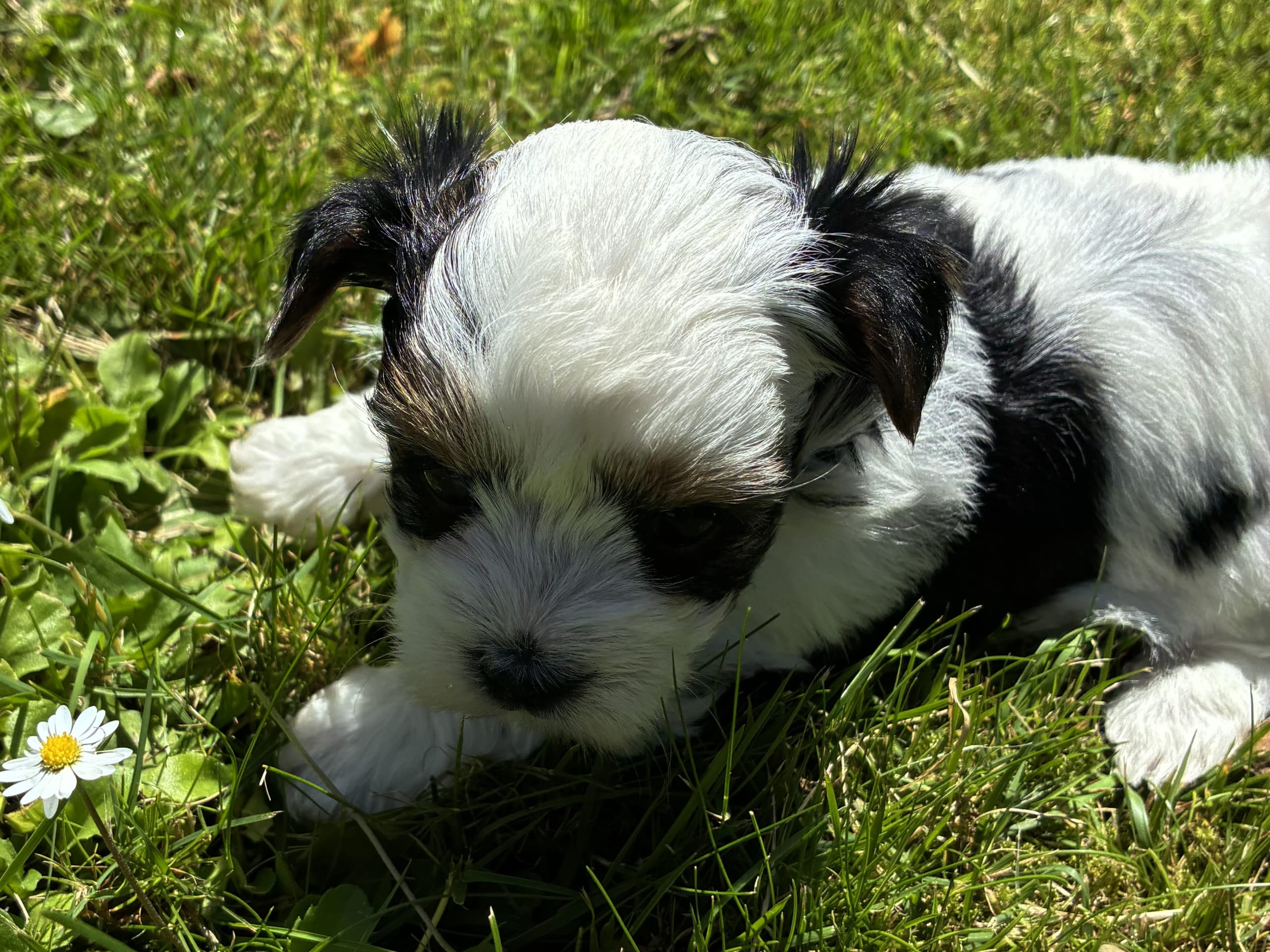 Biewer terrier · ängelholm · Caterina T.