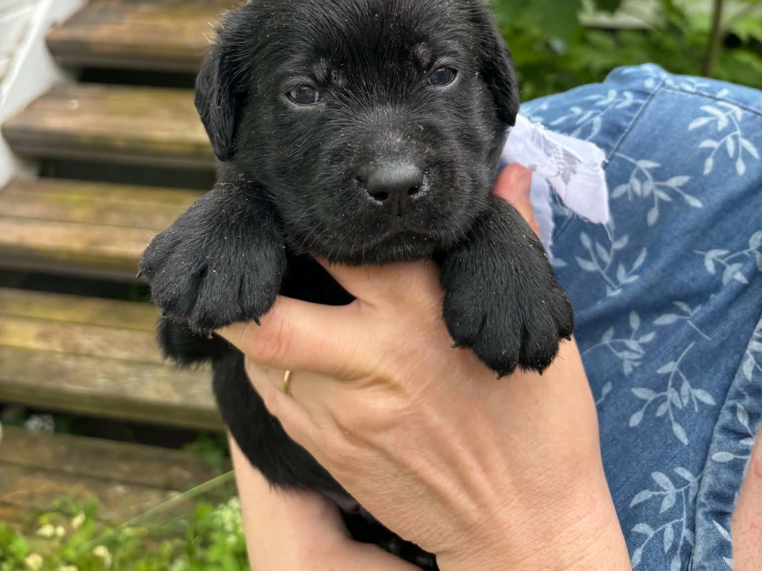 Labrador retriever · Svorkmo · Lyonette