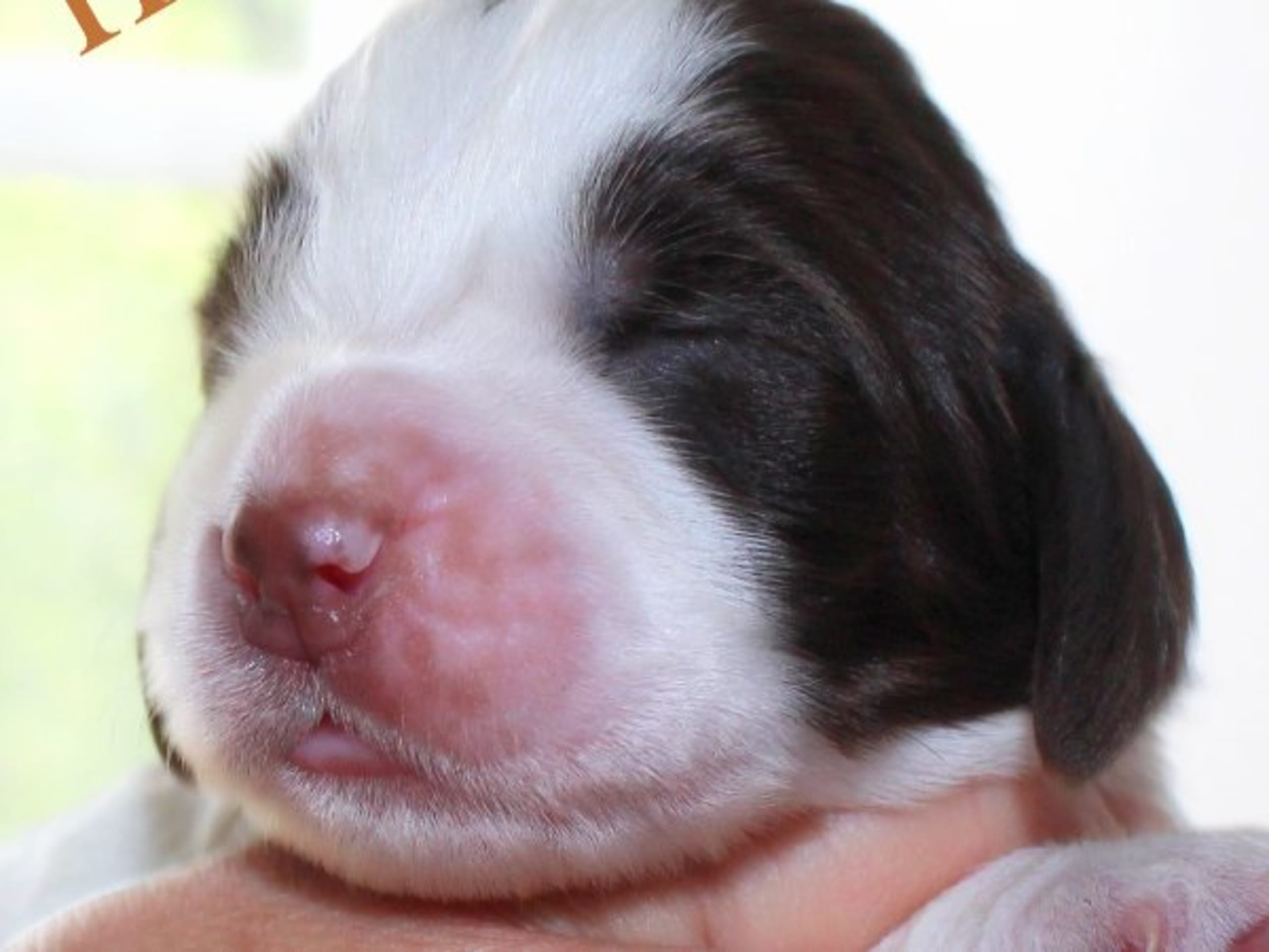 English Springer Spaniel · Uppsala · Quality Design