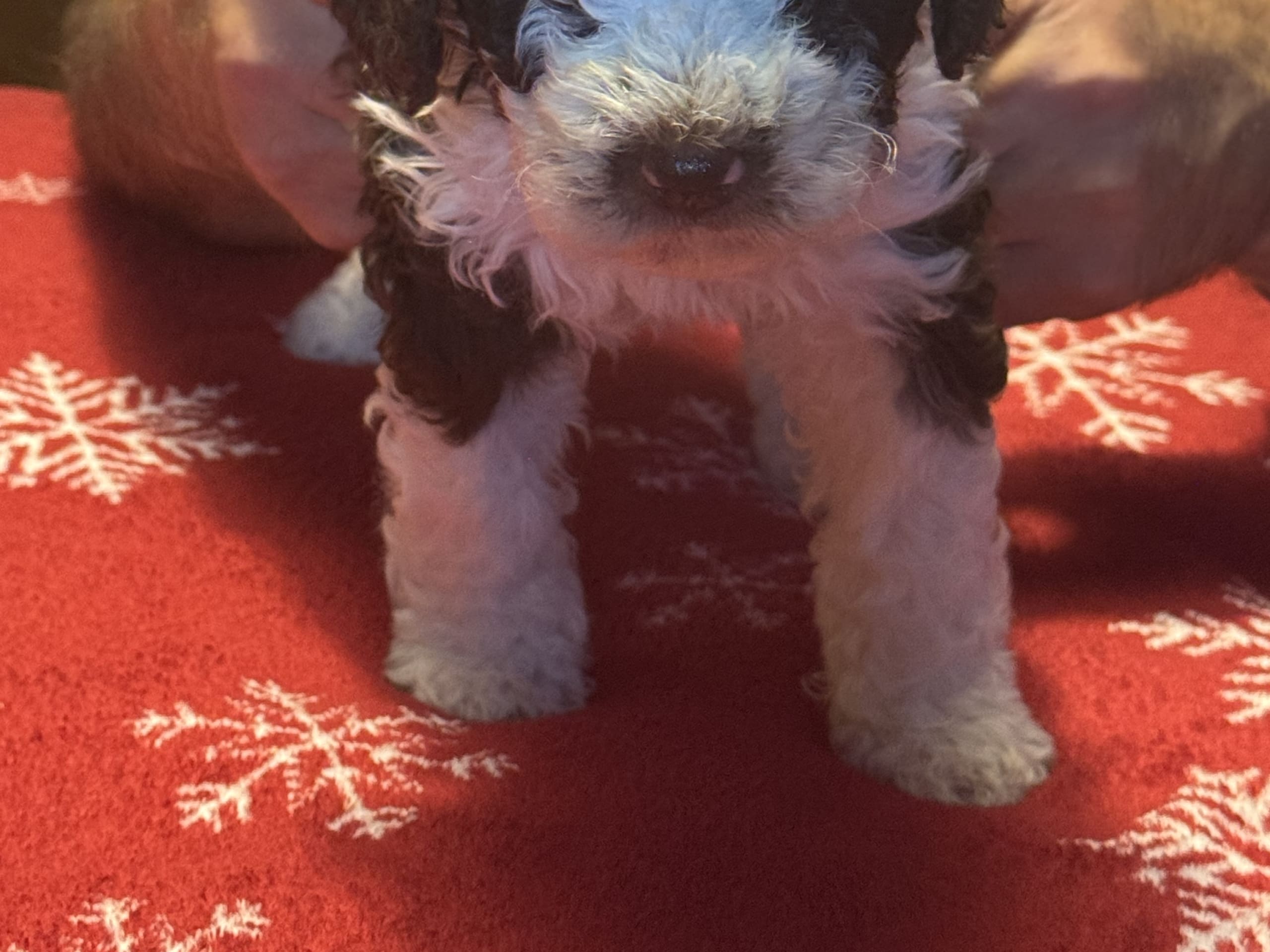 Perro de Agua Español