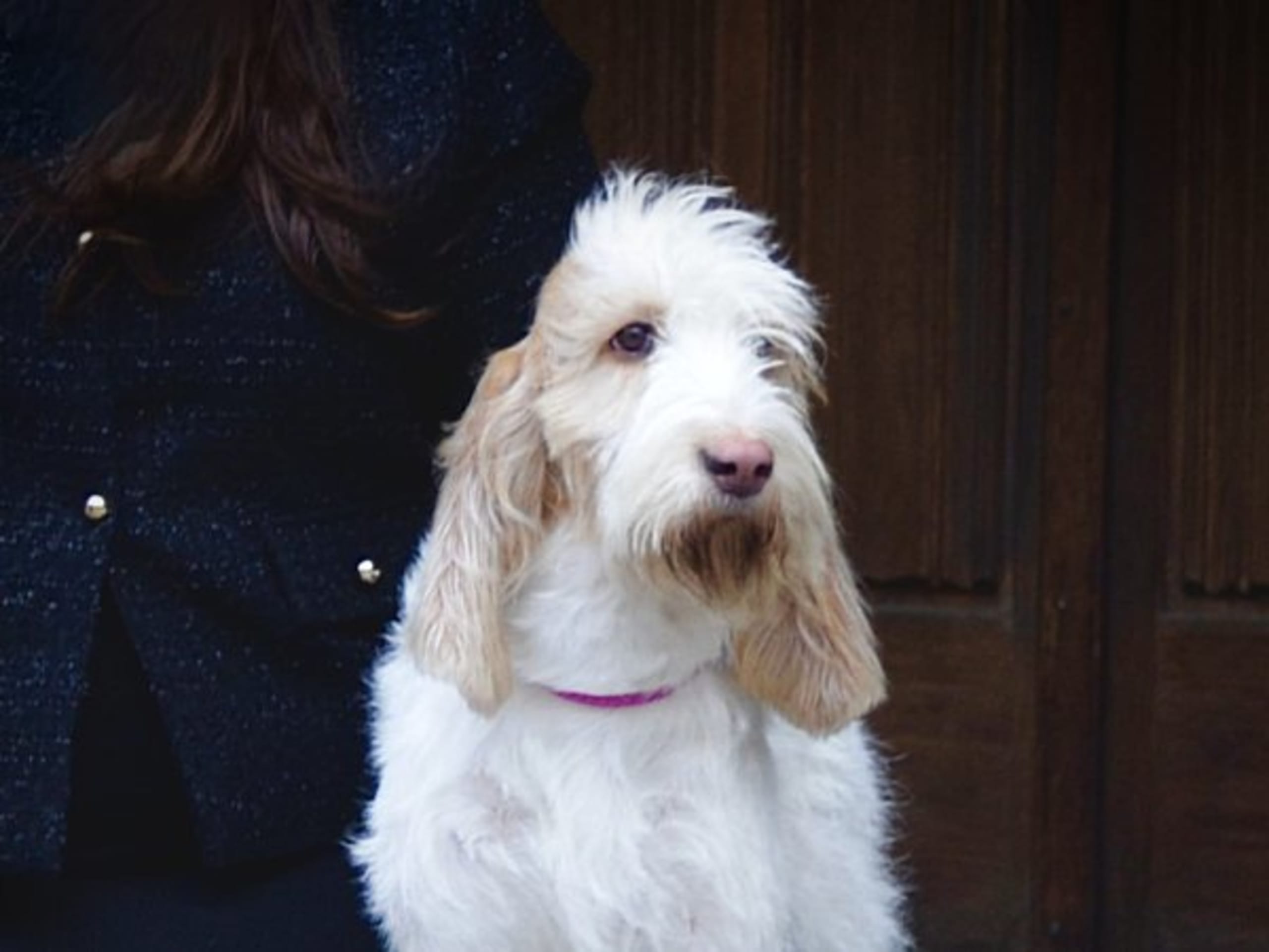 Grand Basset Griffon Vendéen · Vara · Grand Awards